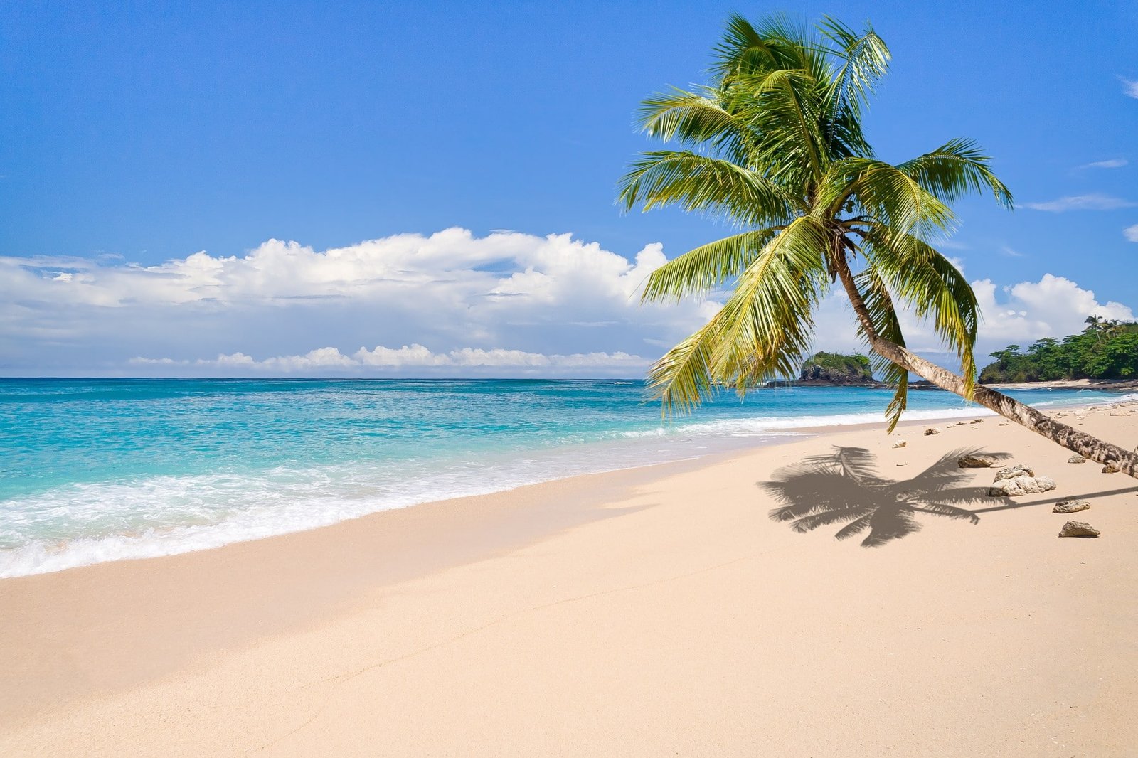 nature landscape tropical island beach palm trees sea 2k