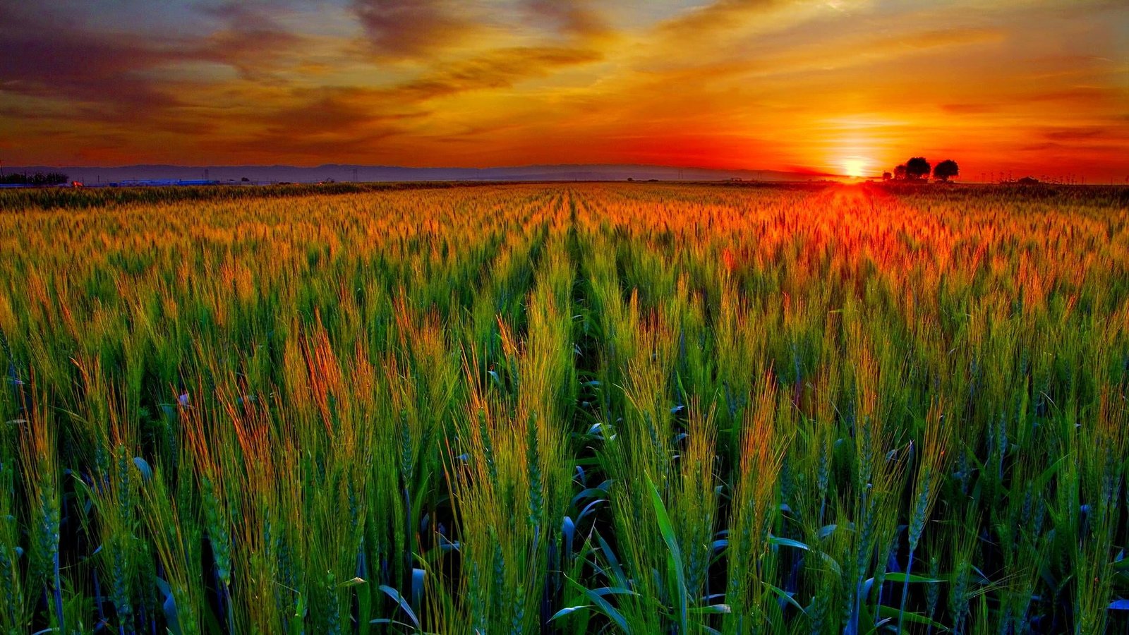 nature wheat field cereal syrup agriculture rural farm 2k
