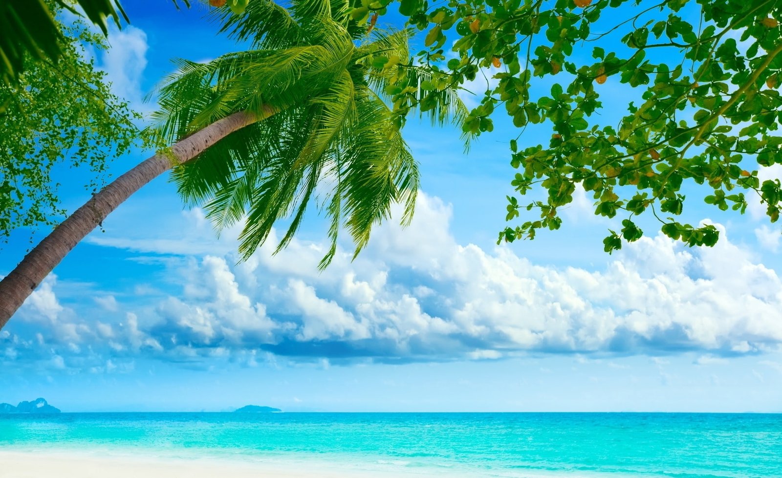Tropical Beach Resorts palm tree Nature Travel Islands beautiful 2k