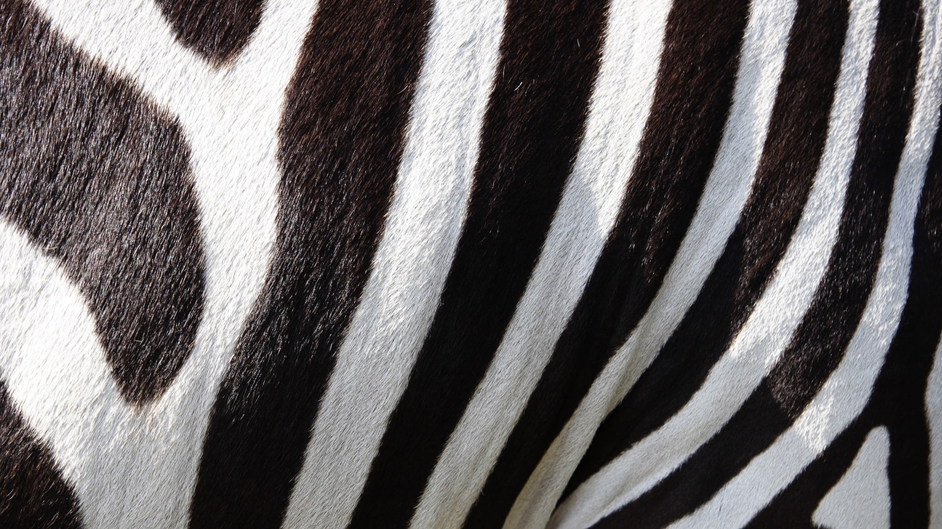 black white and brown striped textile nature animals wildlife 2k