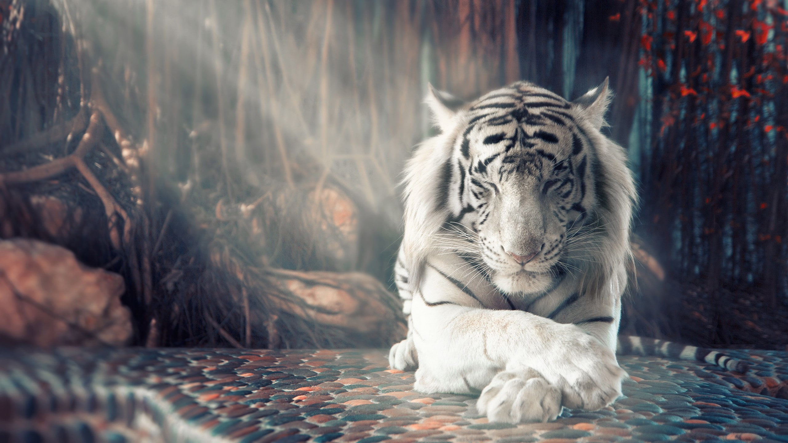 white tiger HD 84 2k