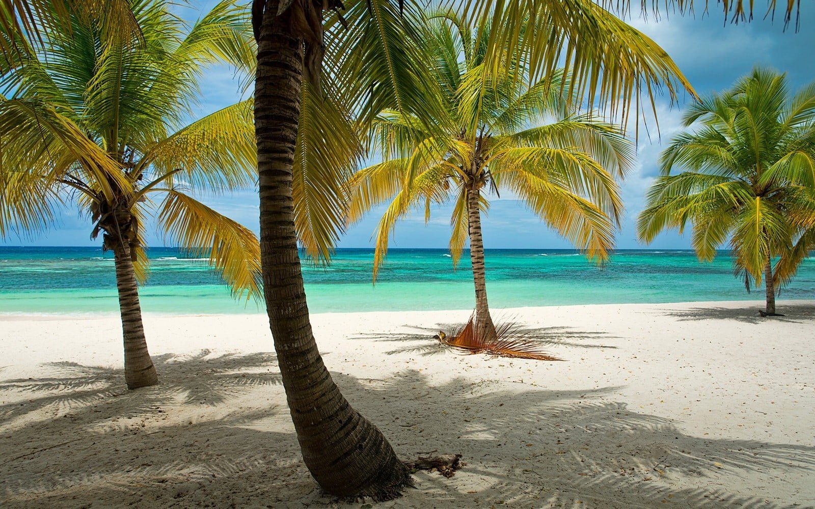 nature landscape beach tropical palm trees Dominican Republic 2k