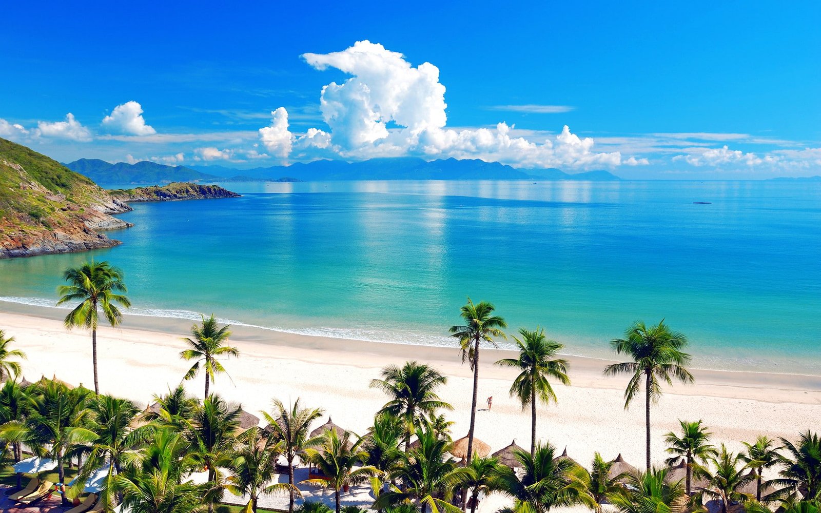beach tropical palm trees 2k