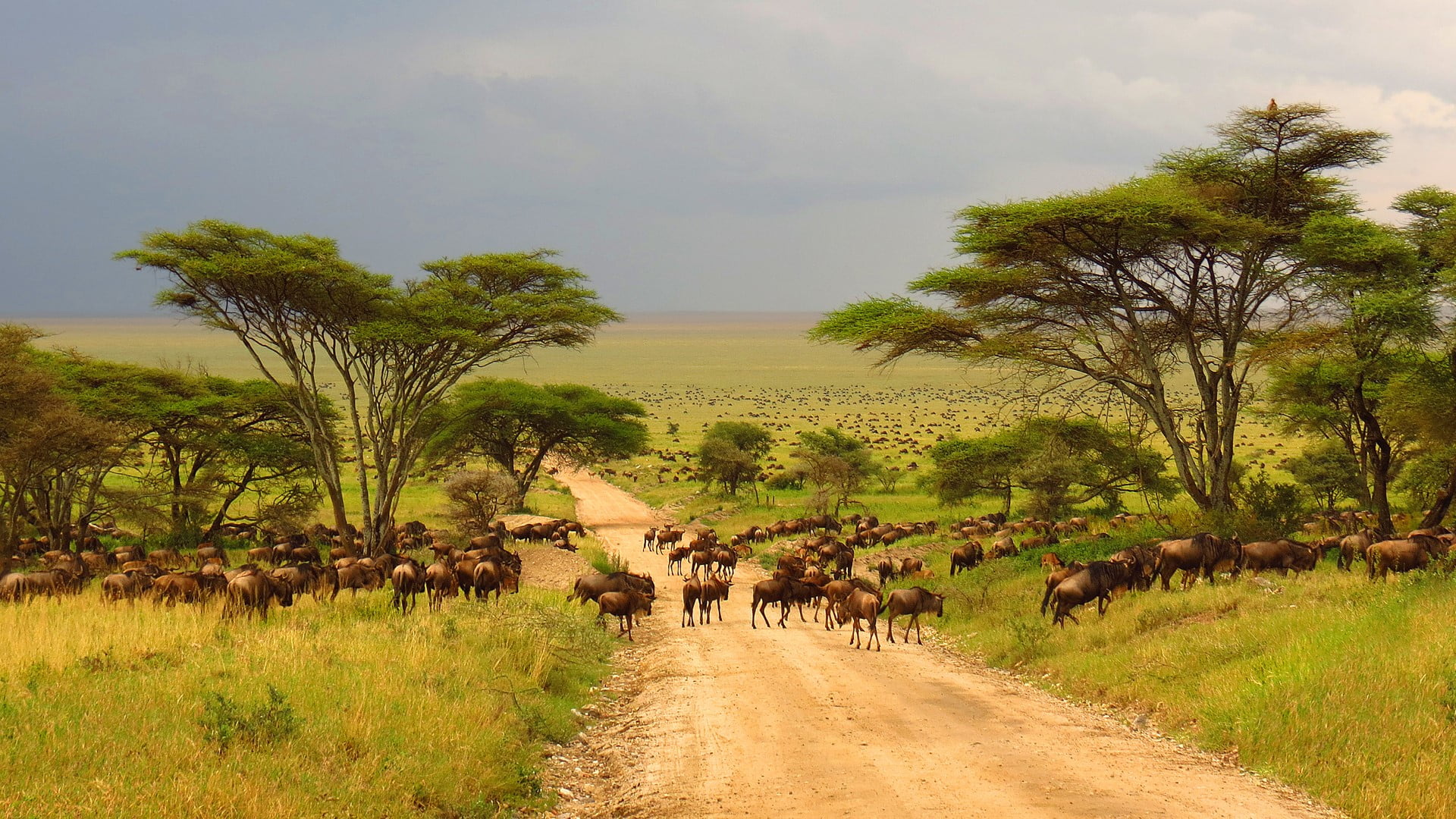 nature animals Serengeti Tanzania path grass trees Wildebeest 2k