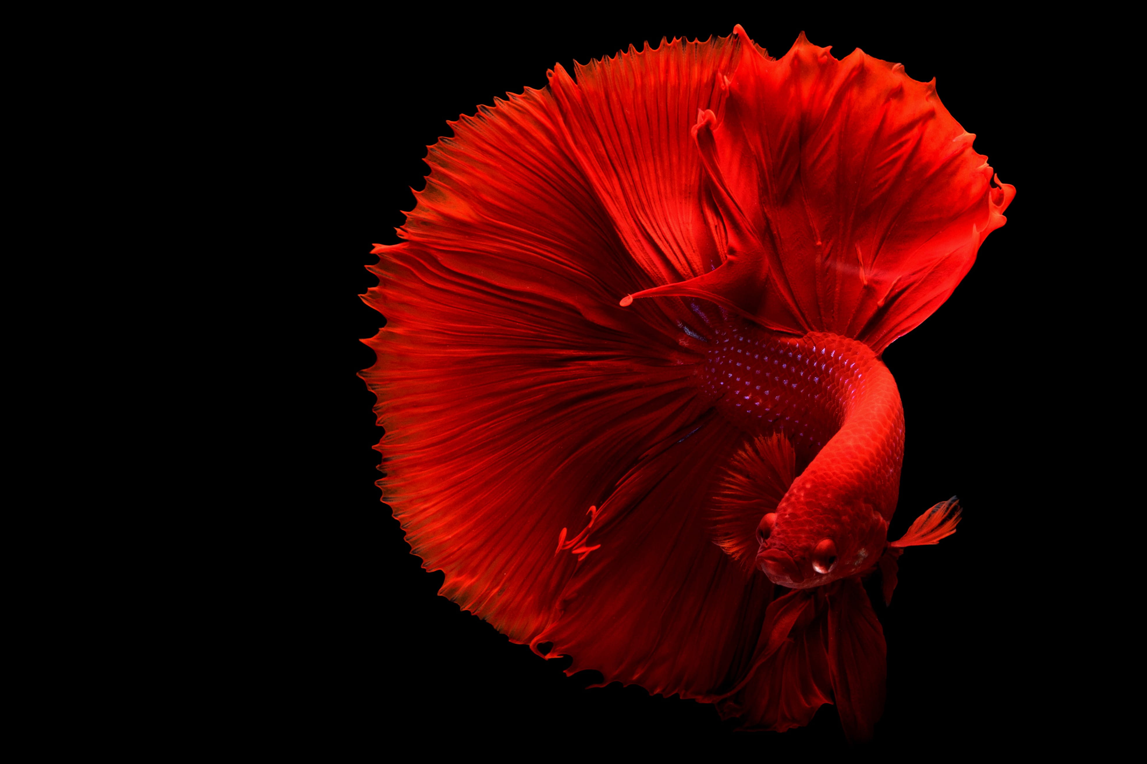 Red Betta Fish animal desktop backgrounds wallpaper HD 2k 4k