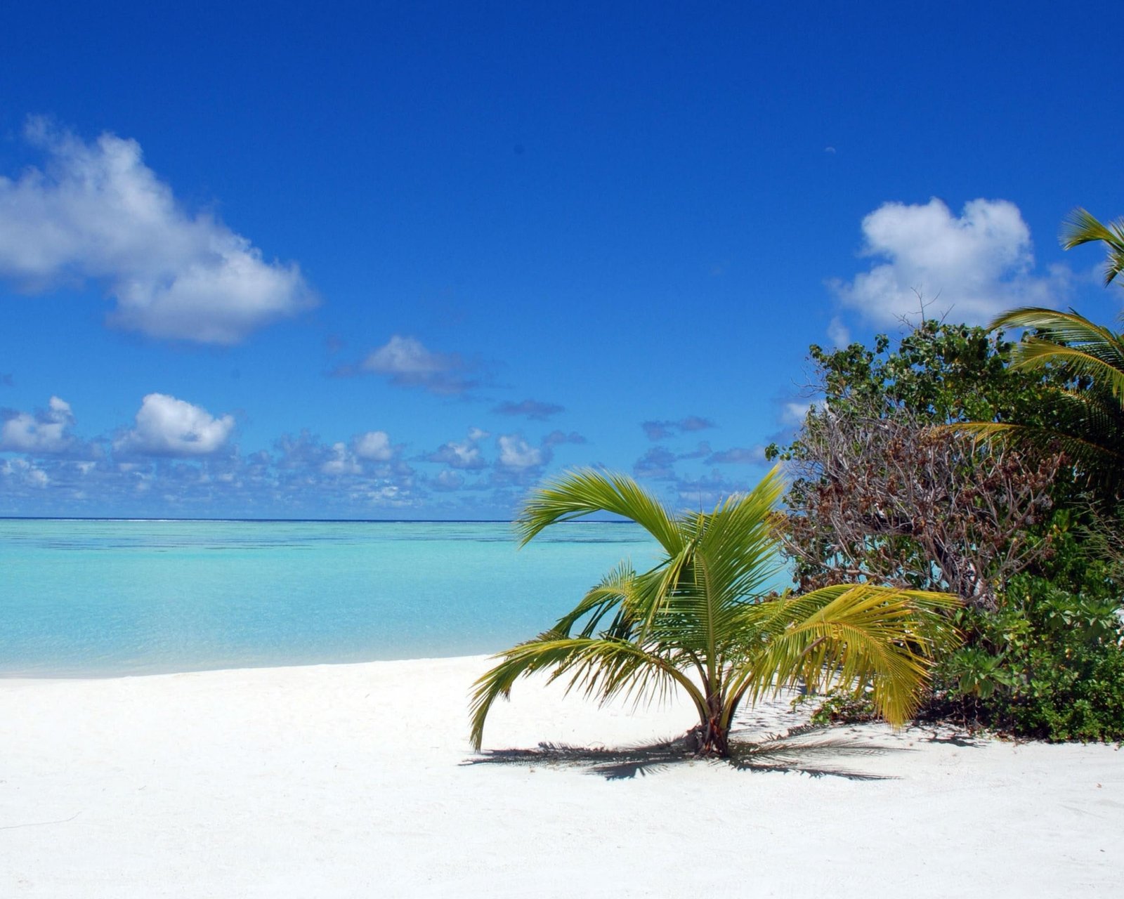 sea palm trees beach sky land water scenics nature 2k