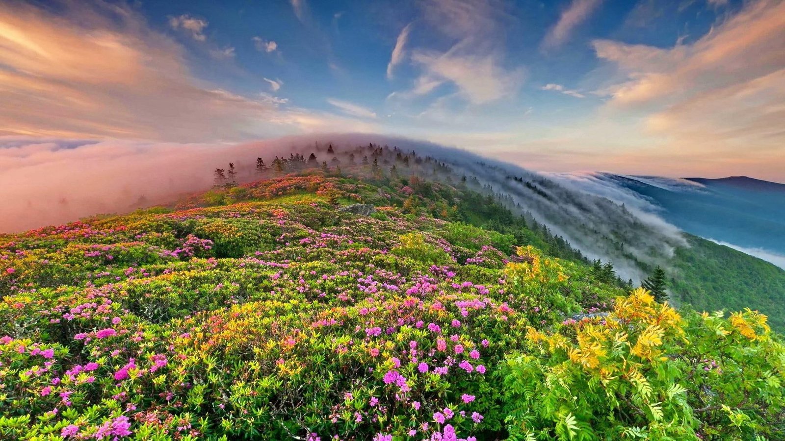 sky flower landscape morning dawn flowery field mount scenery 2k