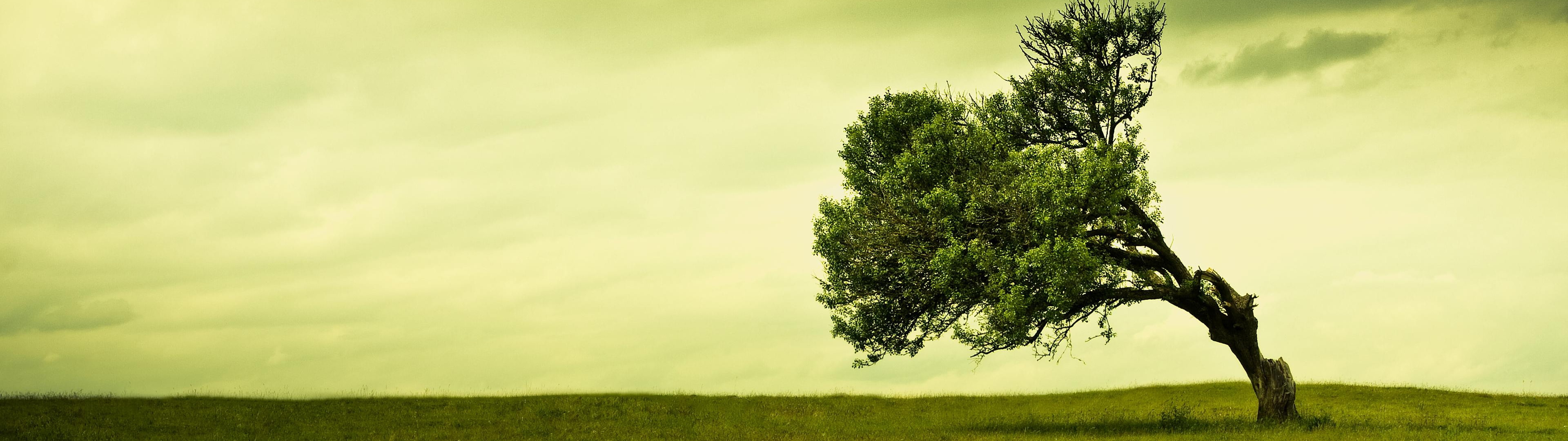 trees wind fields Nature Fields HD Art 2k 4k