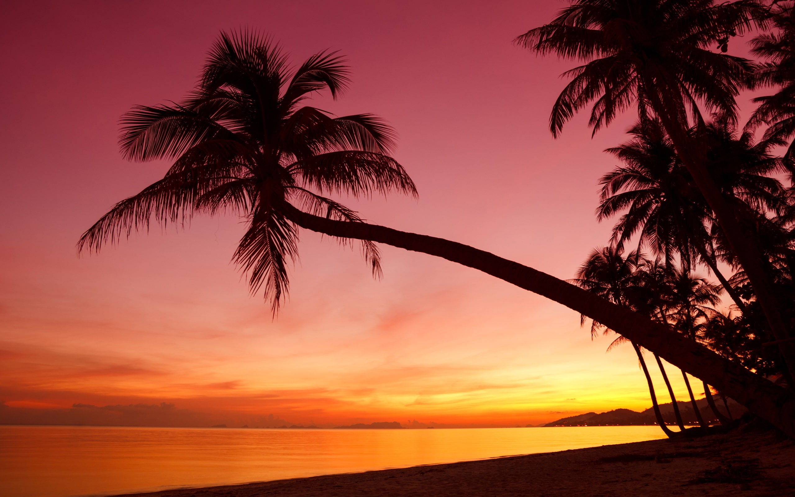 Tropical sunset palm trees silhouette beach sea 2k