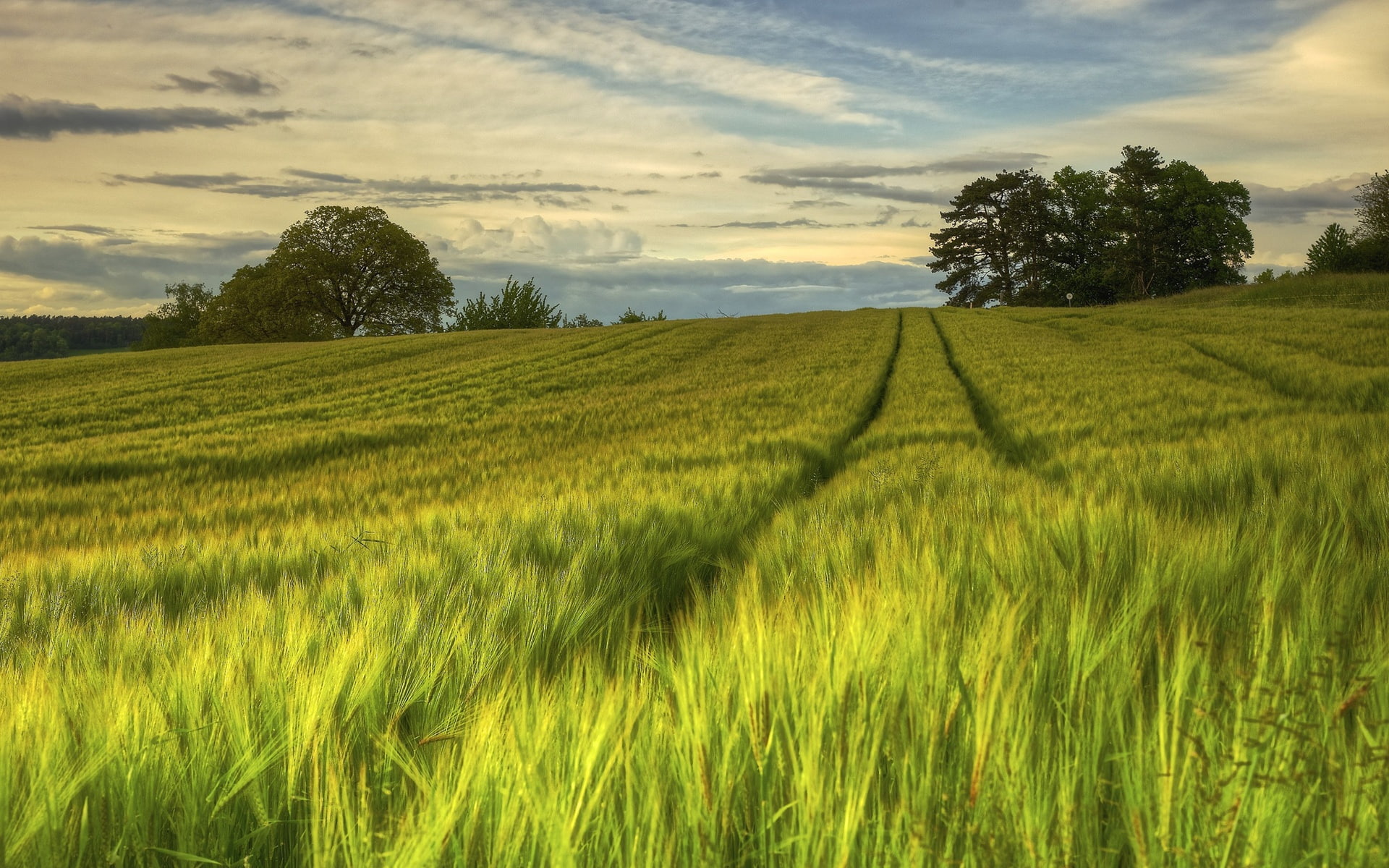 Sweden nature scenery green fields trees evening summer grass field 2k