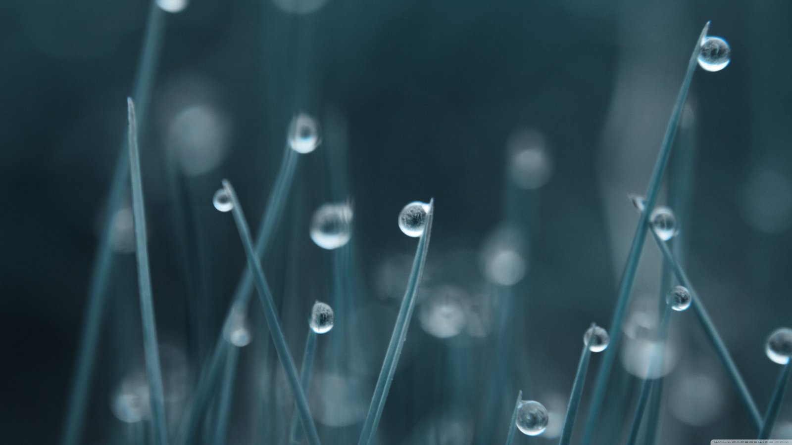 bokeh dew drops grass Water 2k 4k