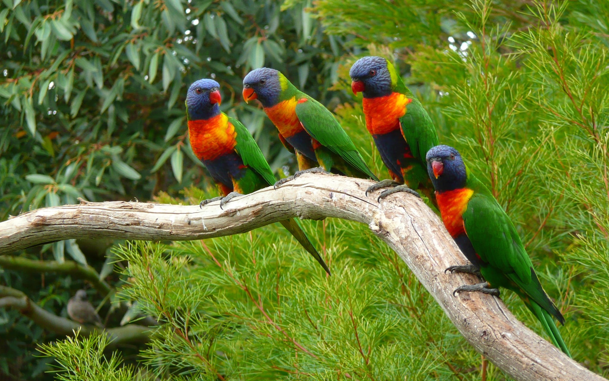 four rainbow parakeets animals nature parrot birds lorikeet 2k