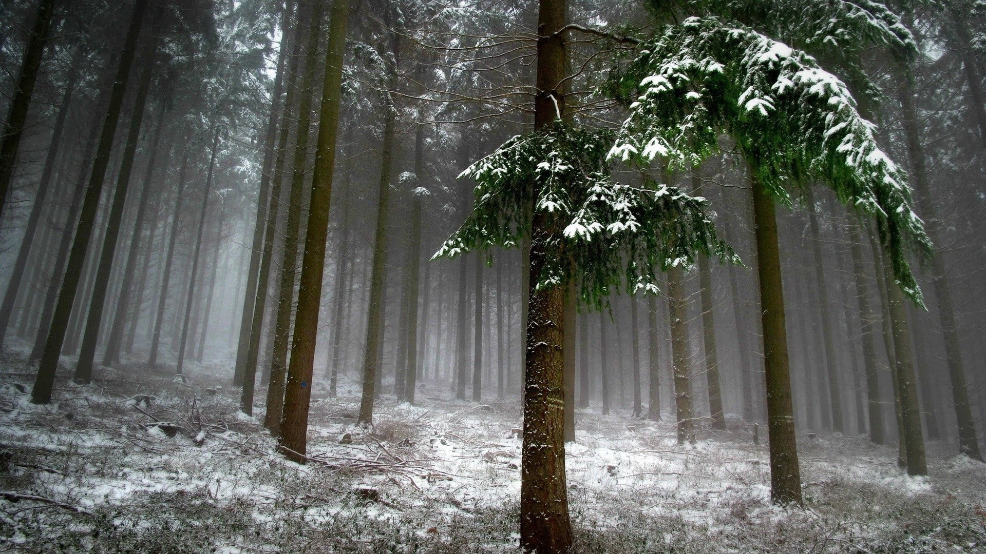 brown tree trees covered with snow nature leaves branch forest 2k