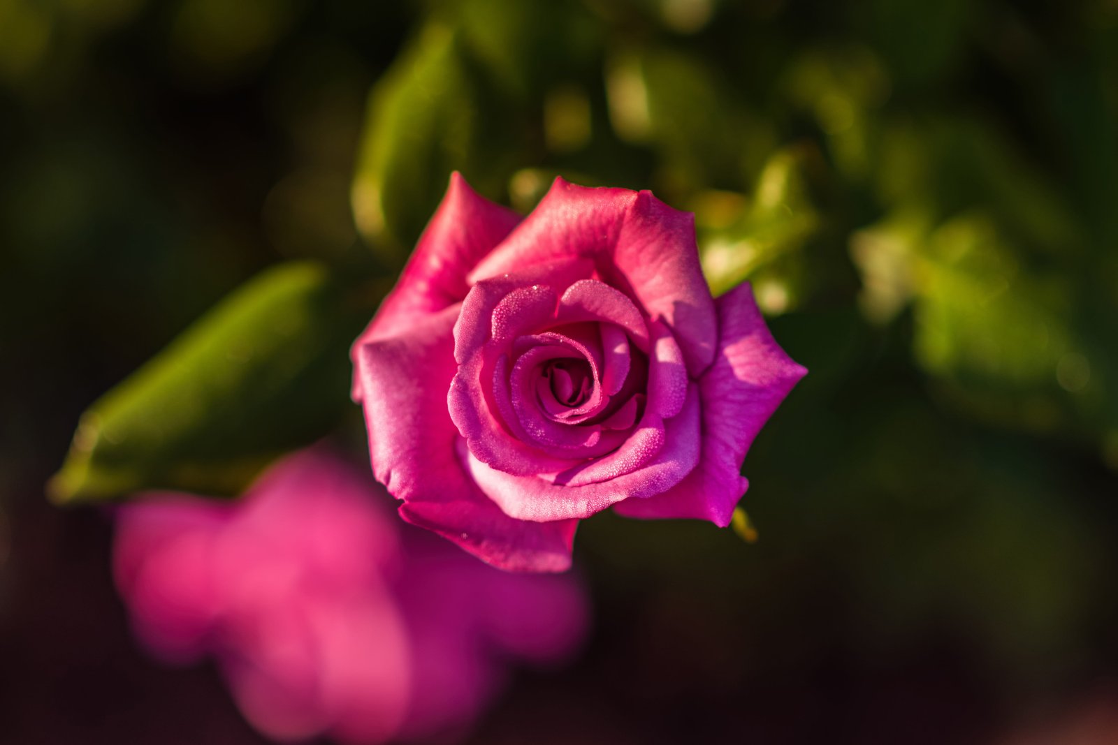Closeup shot of a pink rose flower nature flowers roses Flower 2k 4k 5k