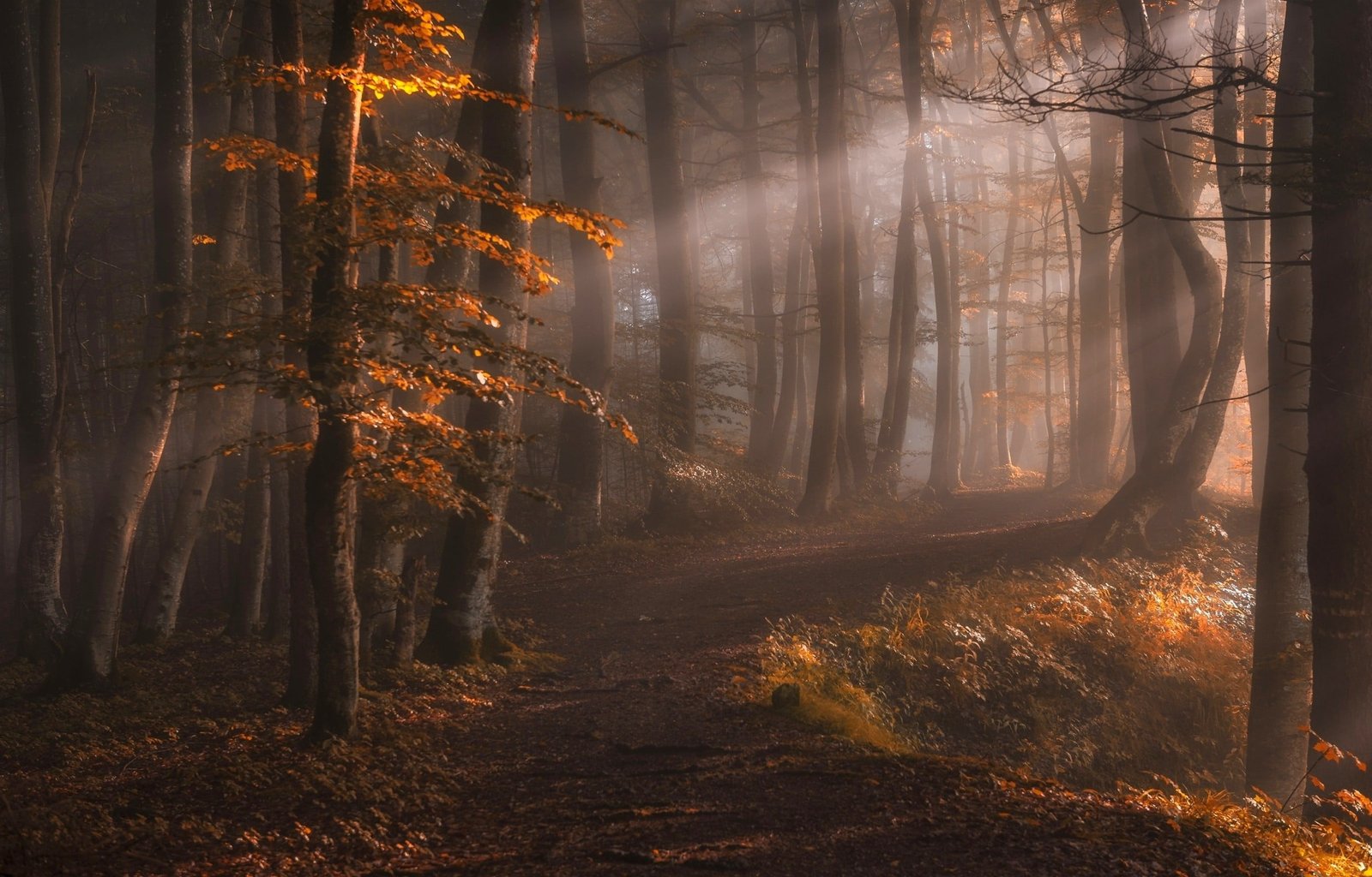 gray trees light rays on brown leaf nature landscape 2k