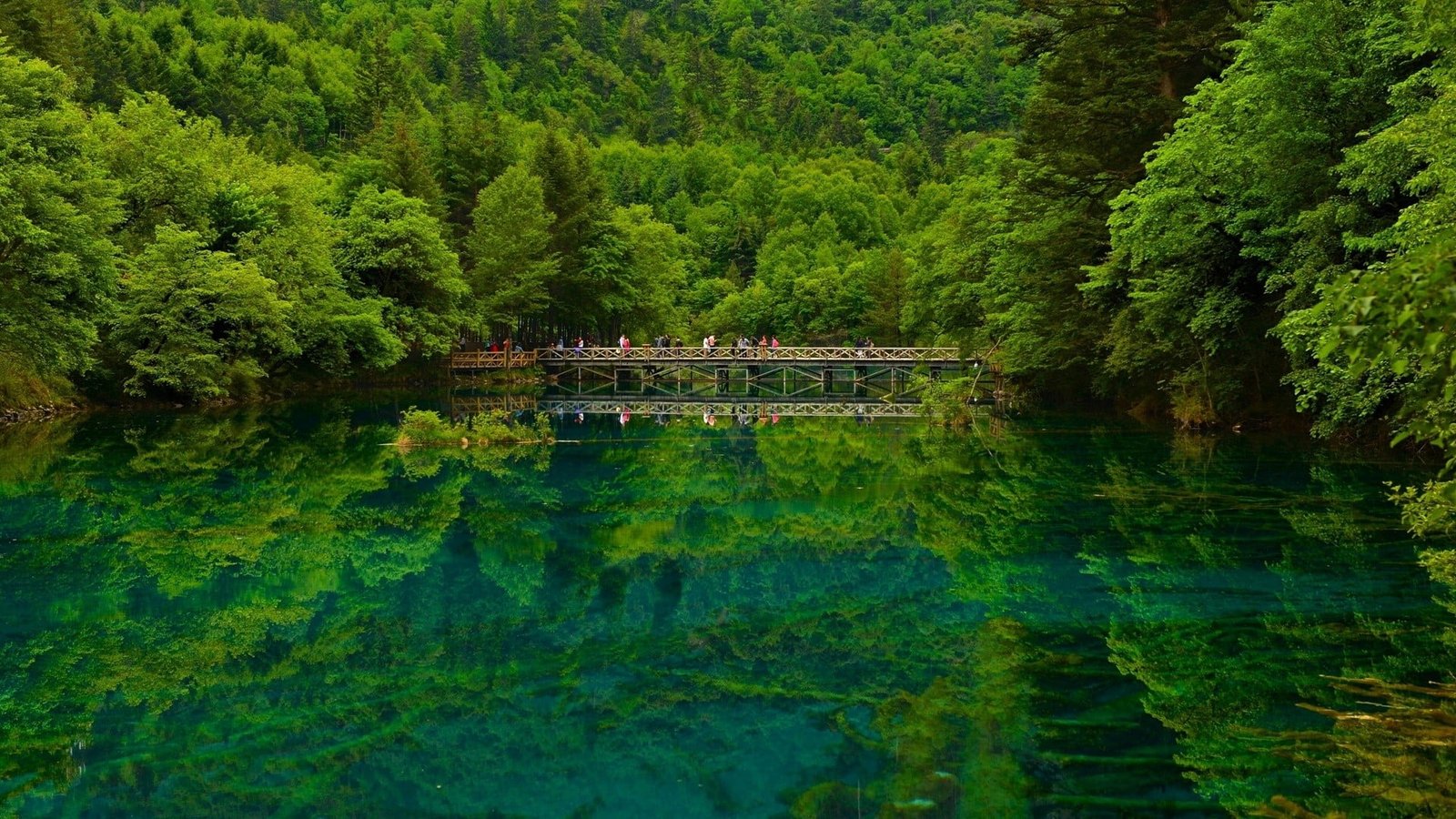 green leafed trees nature landscape forest China lake water 2k