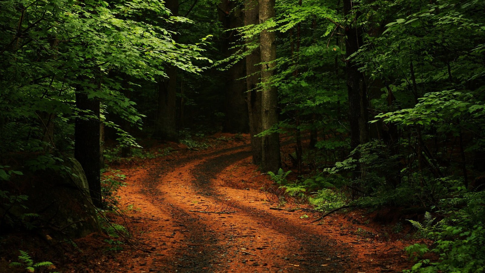 pathway between green leaf trees wallpaper during daytime 2k