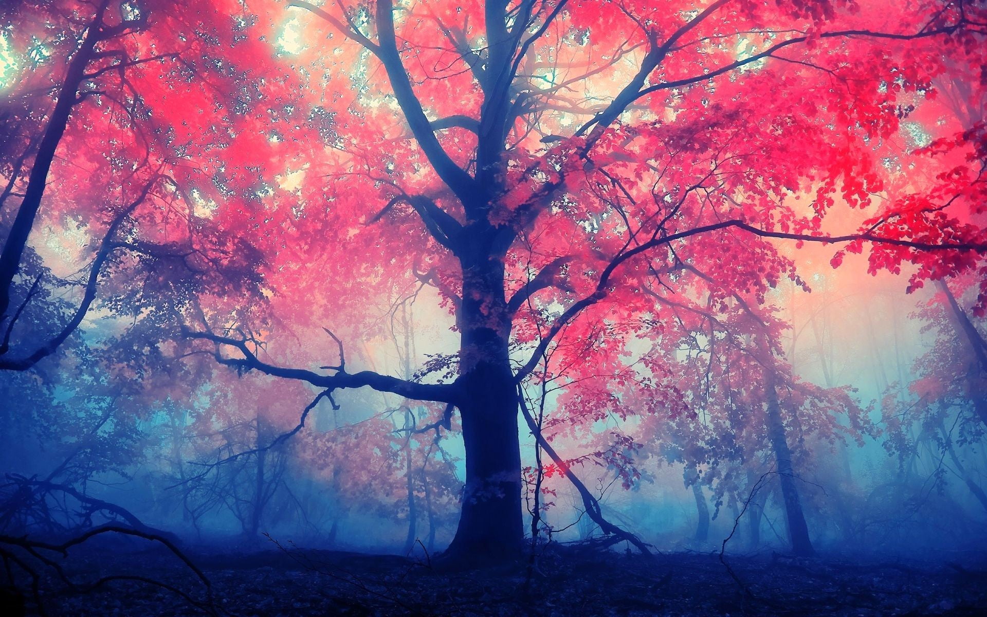 red leafed tree trees during daytime fall forest nature 2k