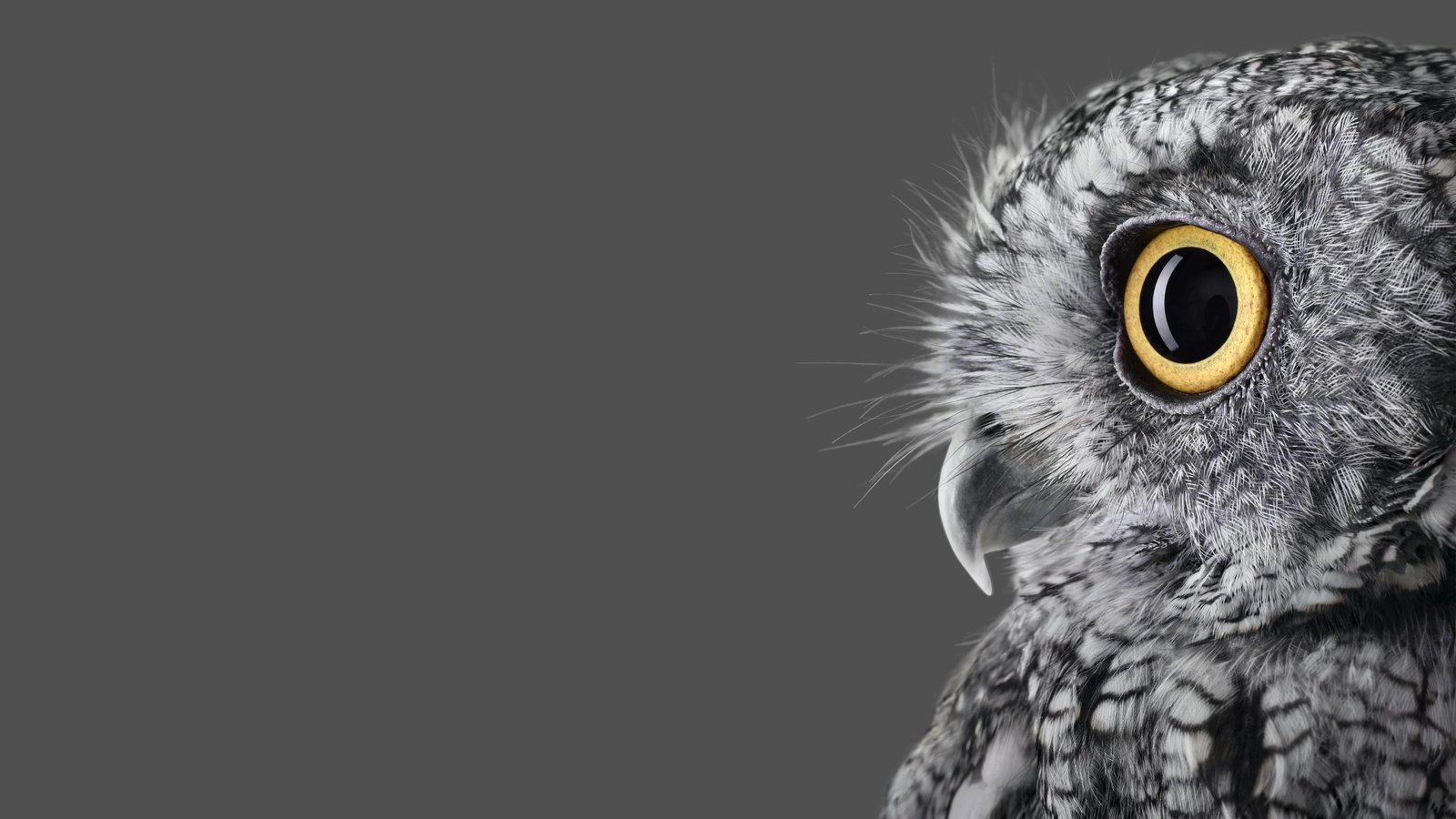 surface studio microsoft animals 2k 4k