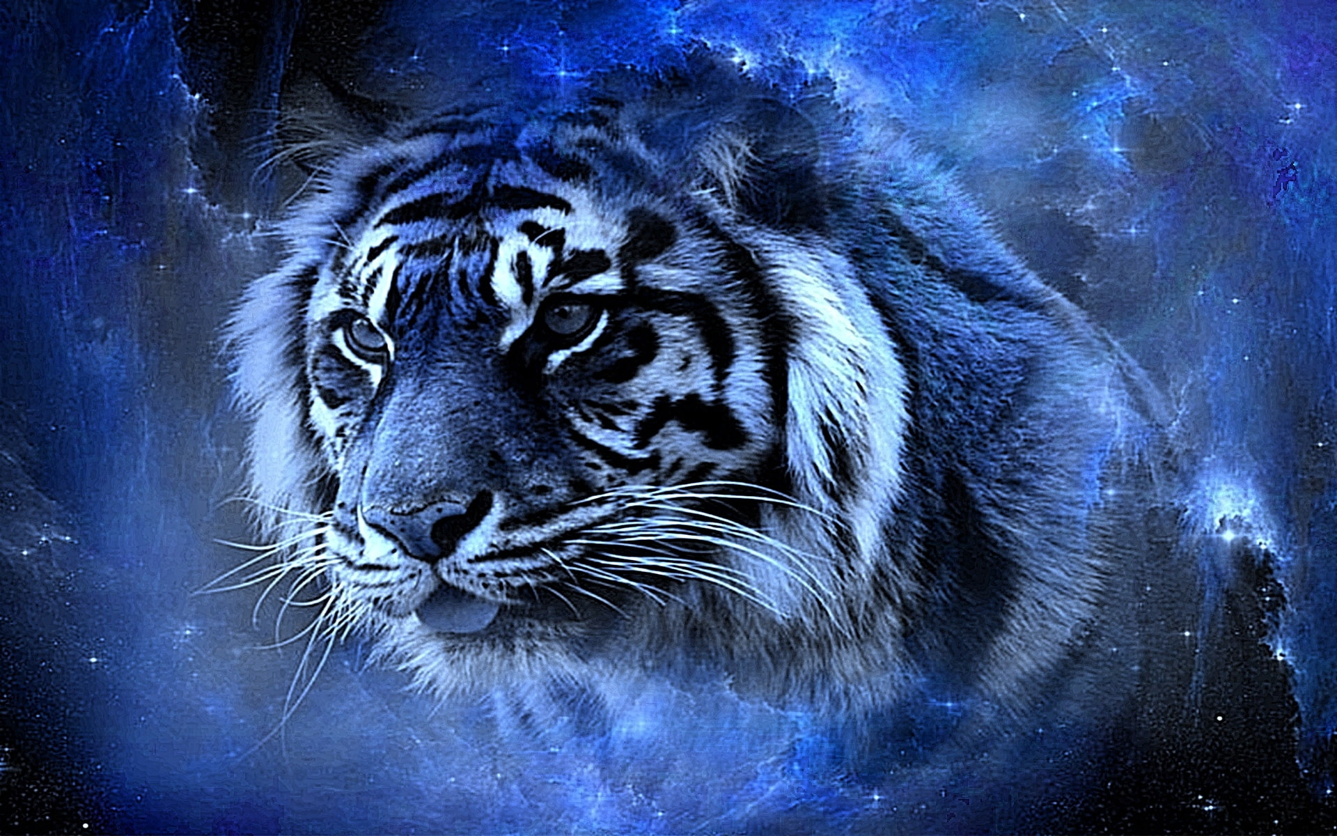 tiger beauty awesome blue cool gorgeous lovely nice HD animals 2k