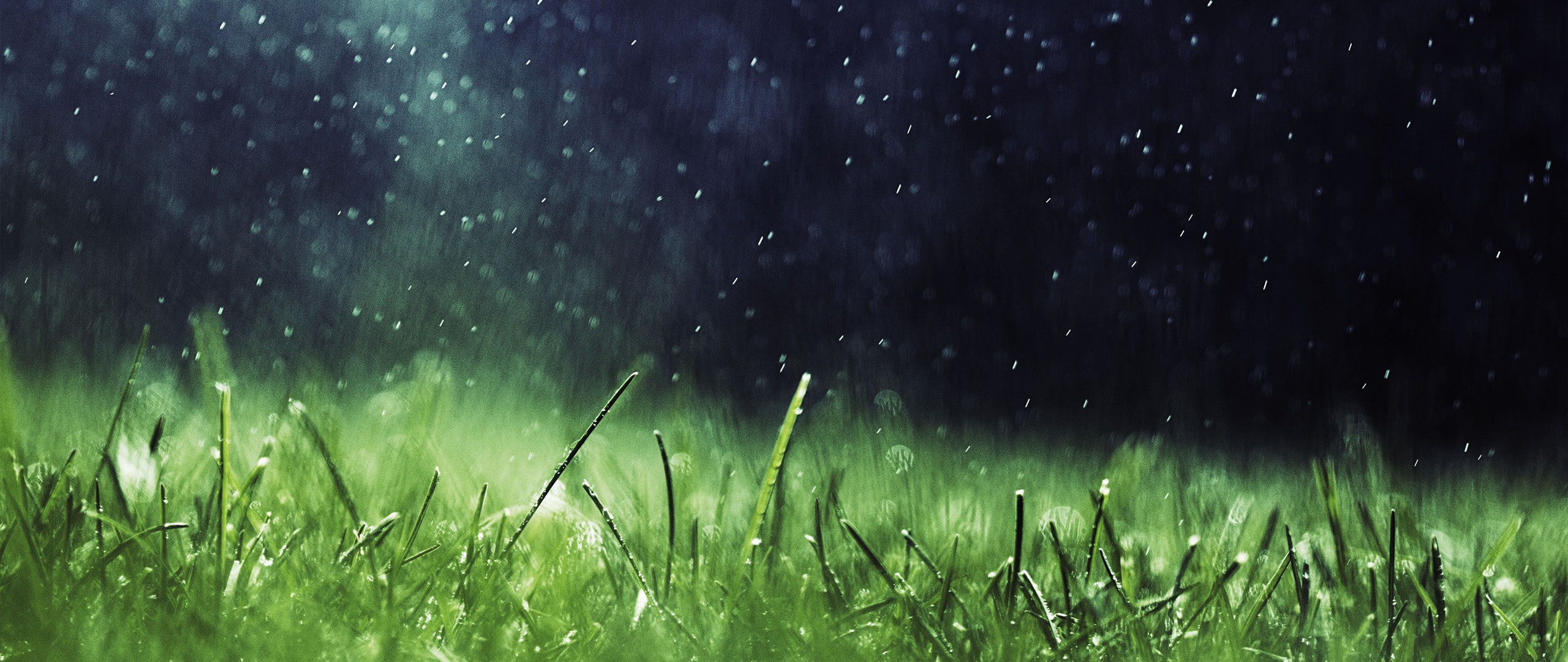 ultra wide photography depth of field grass nature 2k