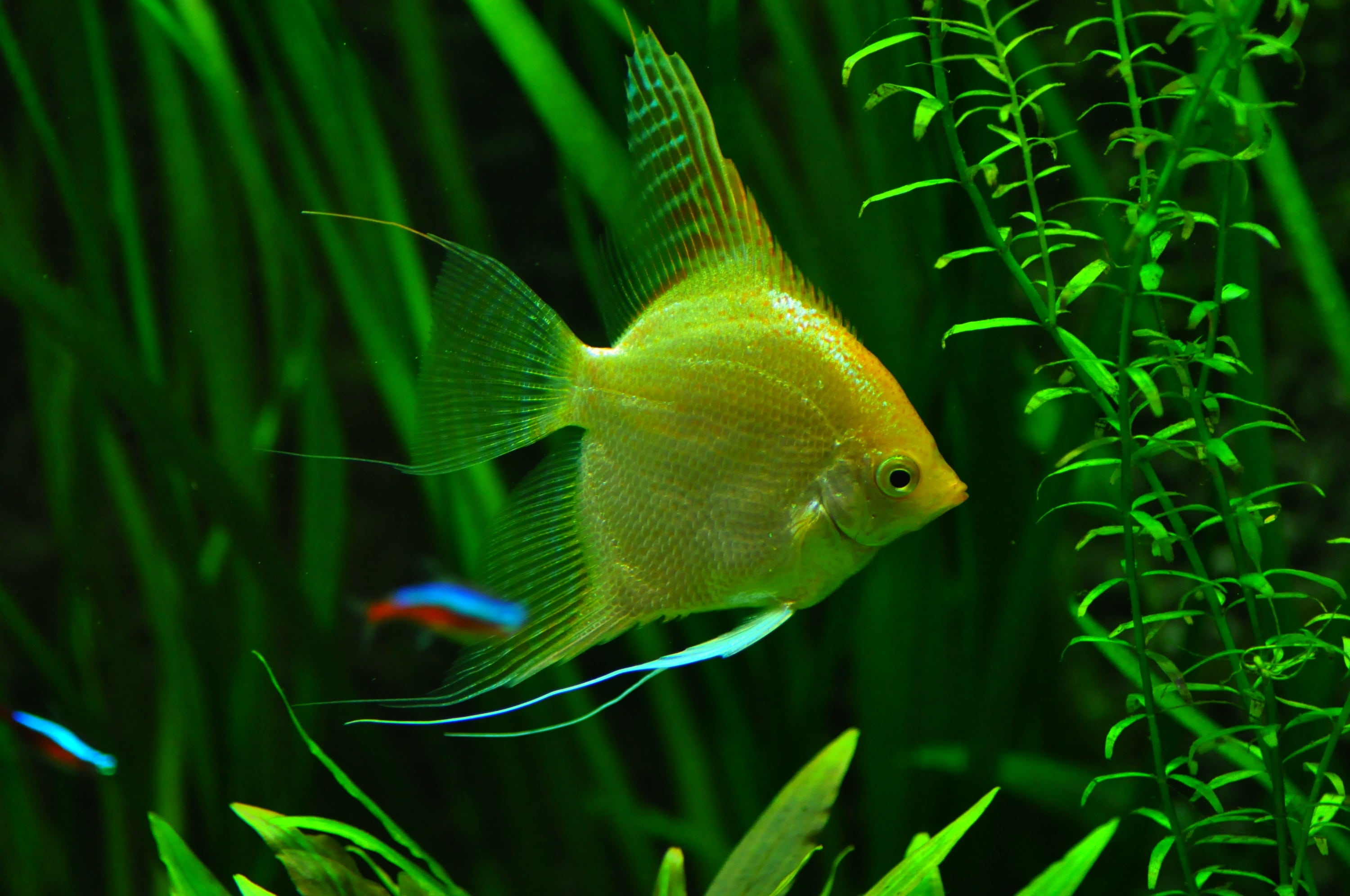 underwater photography of yellow angelfish aquarium tank tropical fish 2k