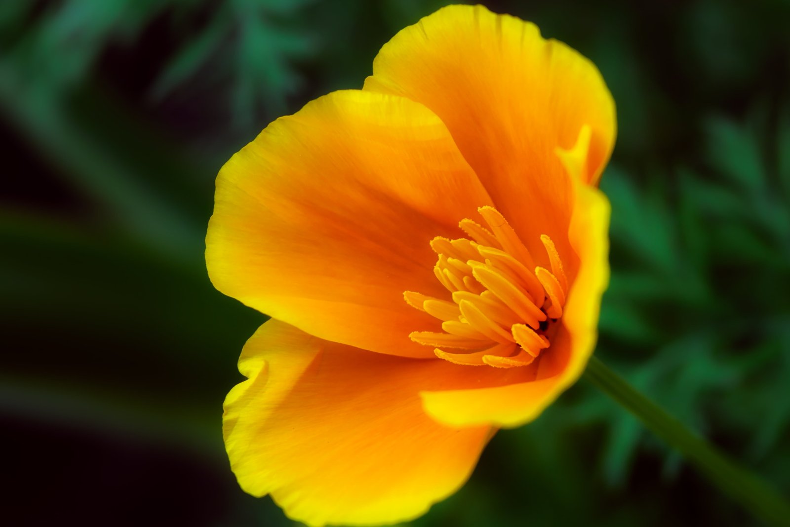 yellow petaled flower blooming during daytime california 2k 4k 5k