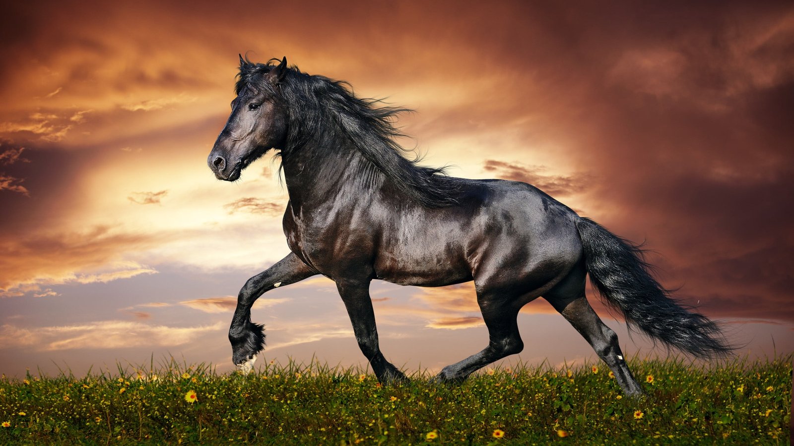 brown and black horse animals clouds cloud sky animal themes 2k