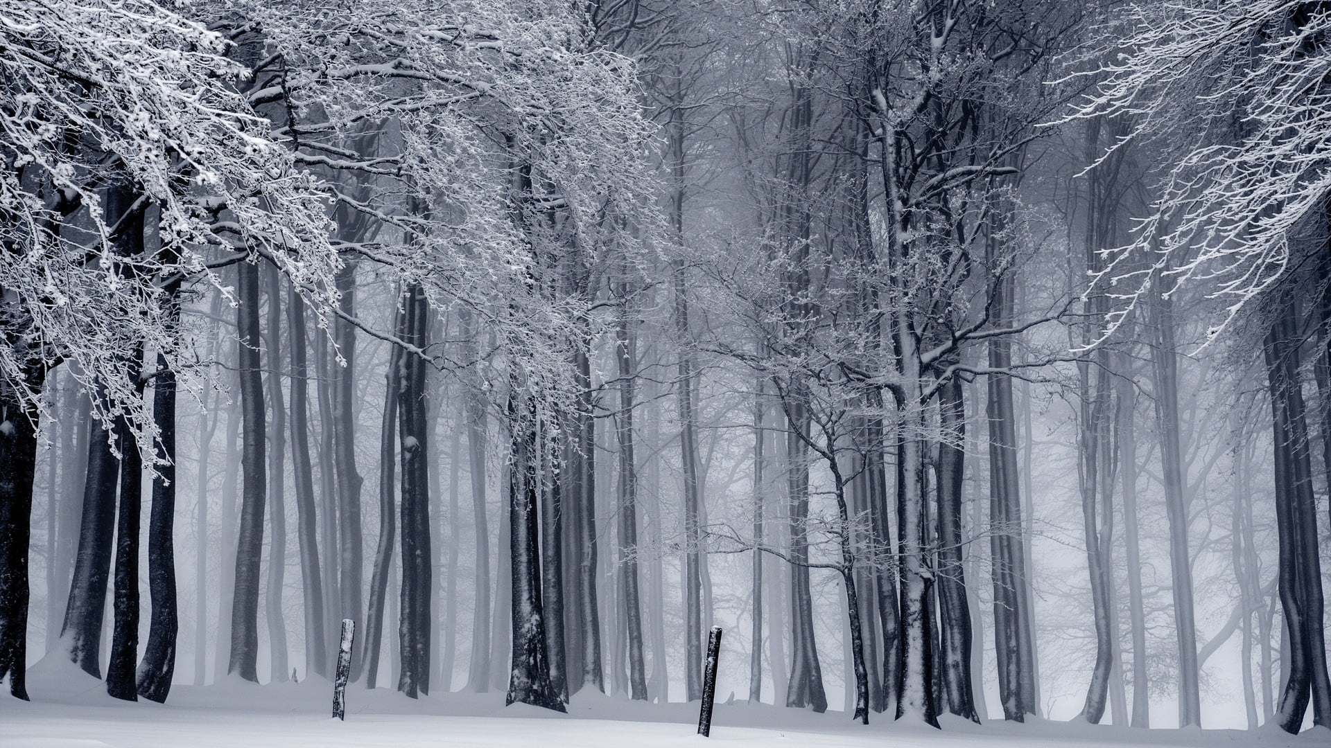 gray wooden trees nature landscape forest winter snow monochrome 2k