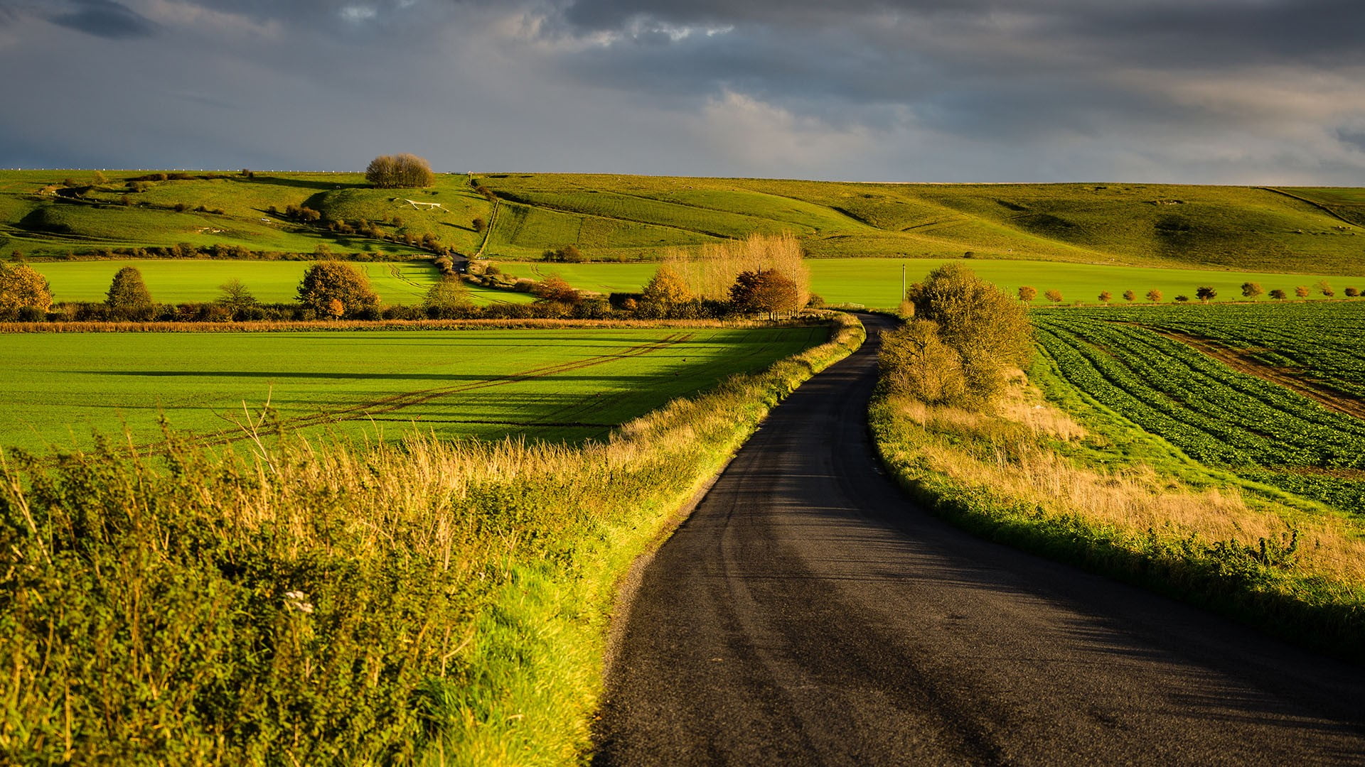 landscape nature UK Wiltshire fall plants England afternoon 2k