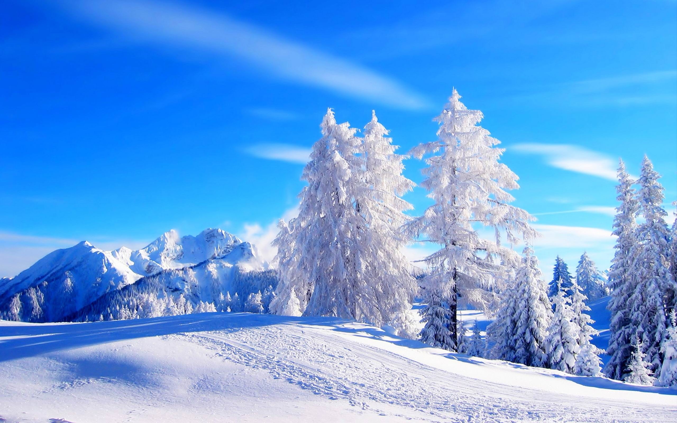 Most beautiful winter landscape HD wallpaper 02 pine trees cover with snow 2k