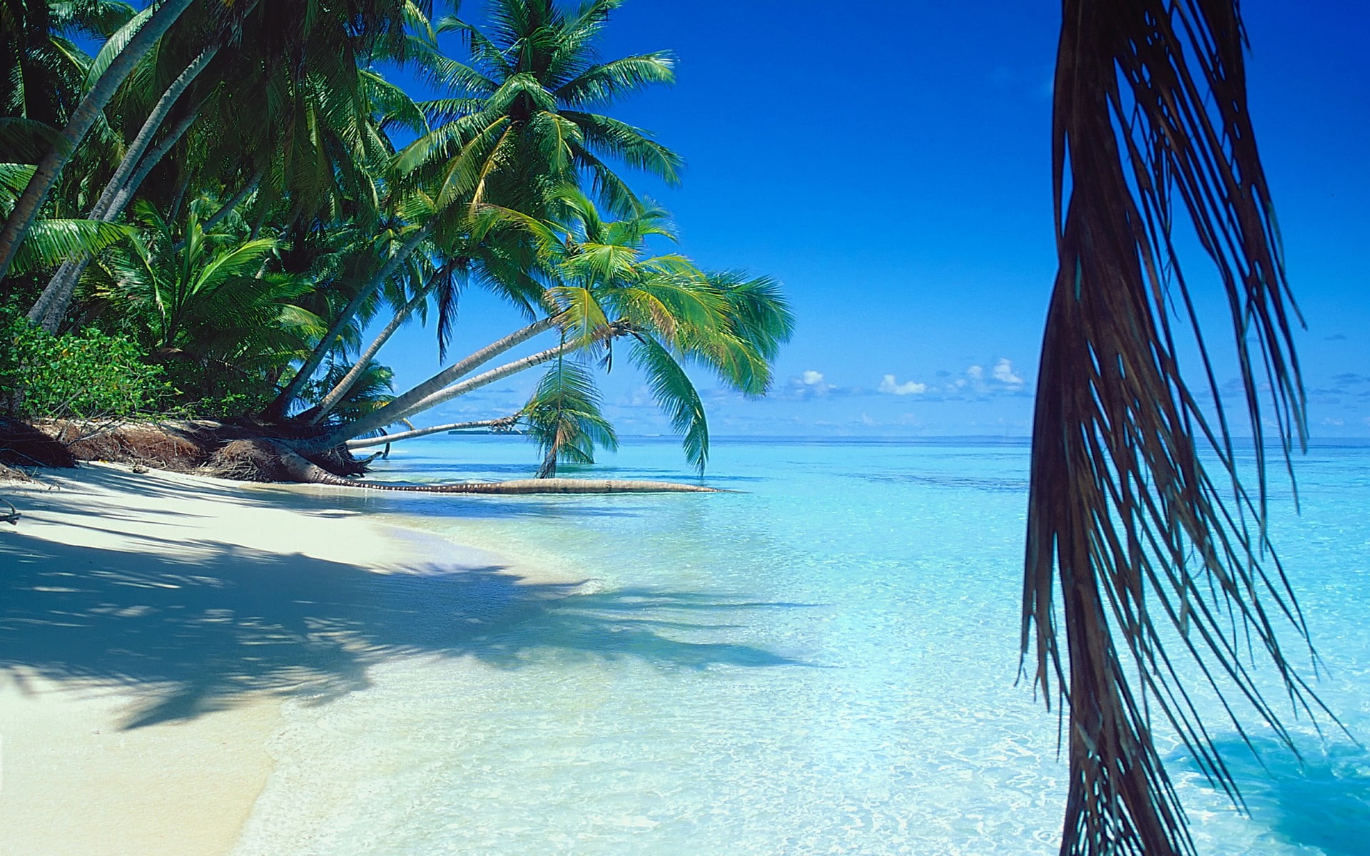Nature Landscape Sea Beach Palm Trees Sand Tropical Island Summer 2k