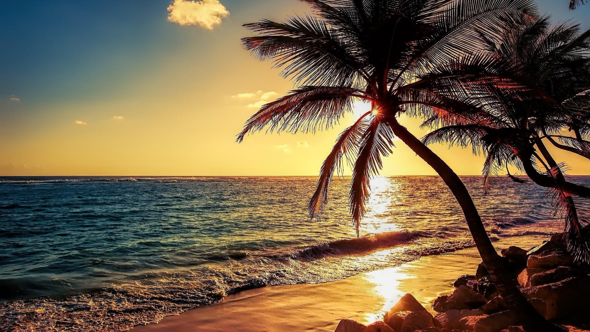 palm tree sunset evening sea shore nature 2k