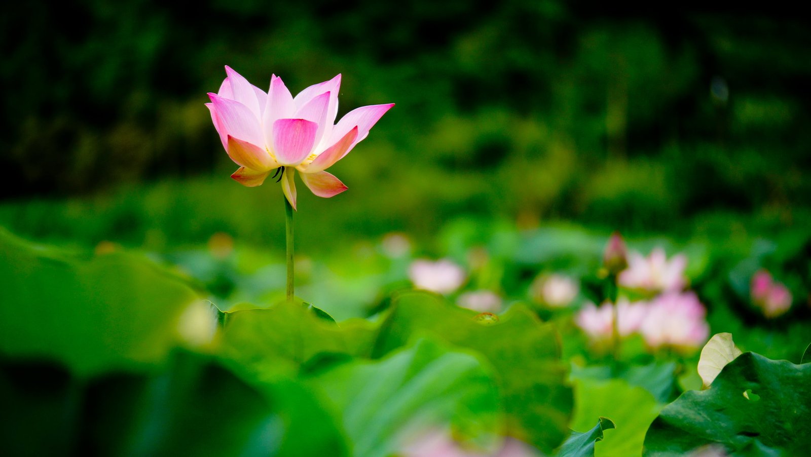 pink and white petaled flower in focus photography lotus Water Lily 2k