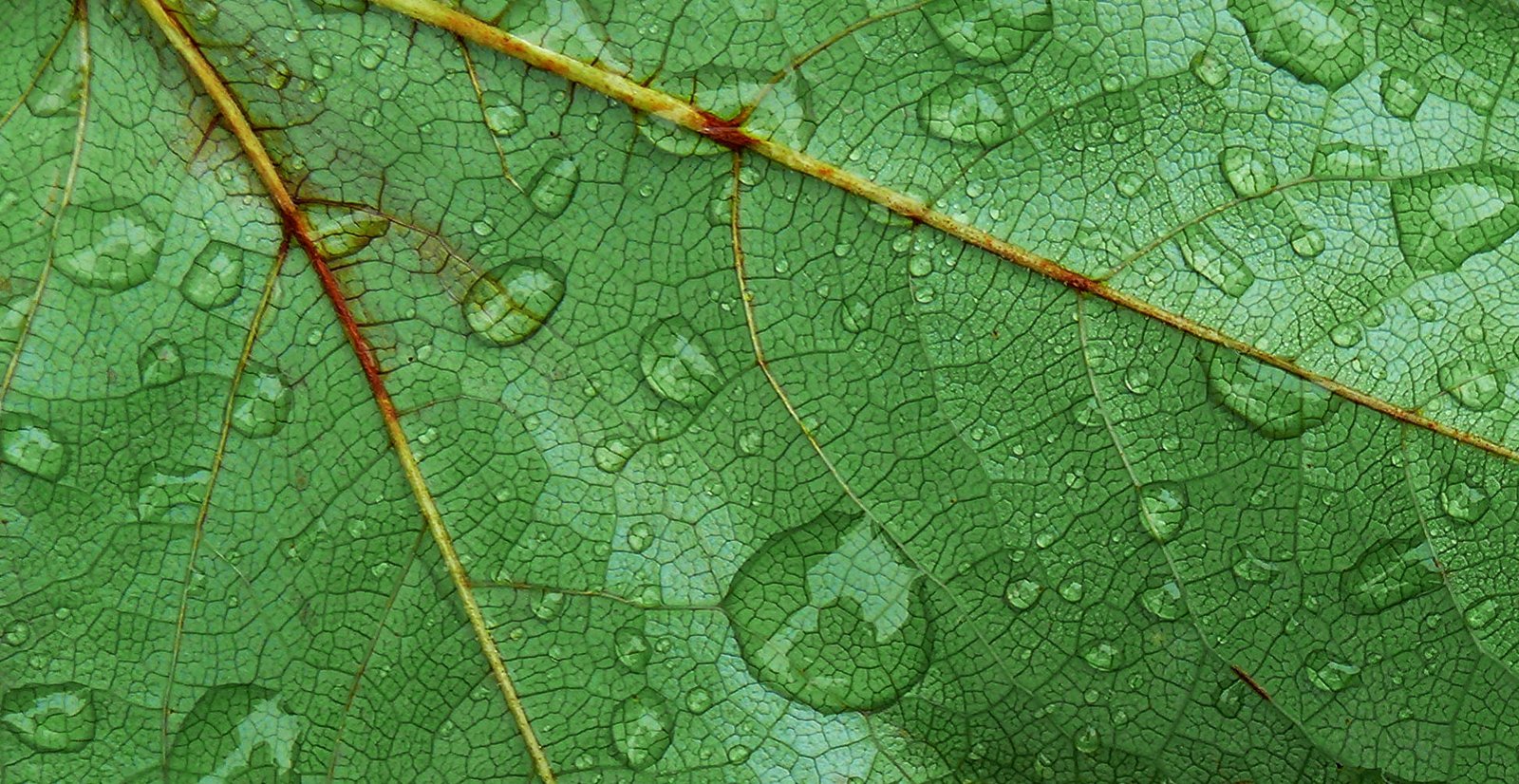water dew on green leaf panasonic color digital macro close up 2k