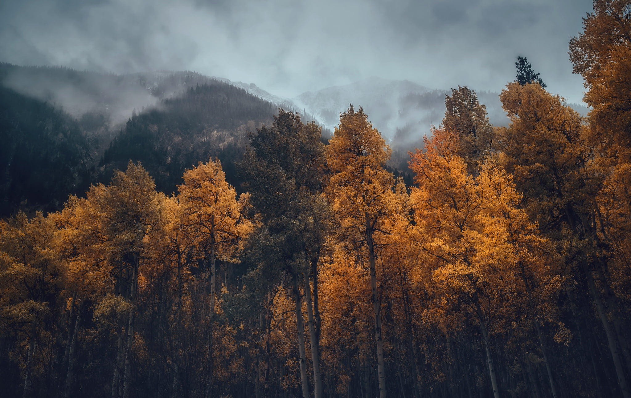 yellow trees fall nature mountains forest mist autumn landscape 2k