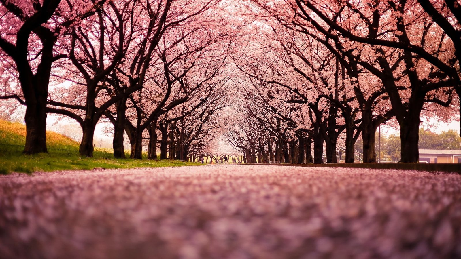 cherry blossom trees landscape path nature plant beauty in 2k