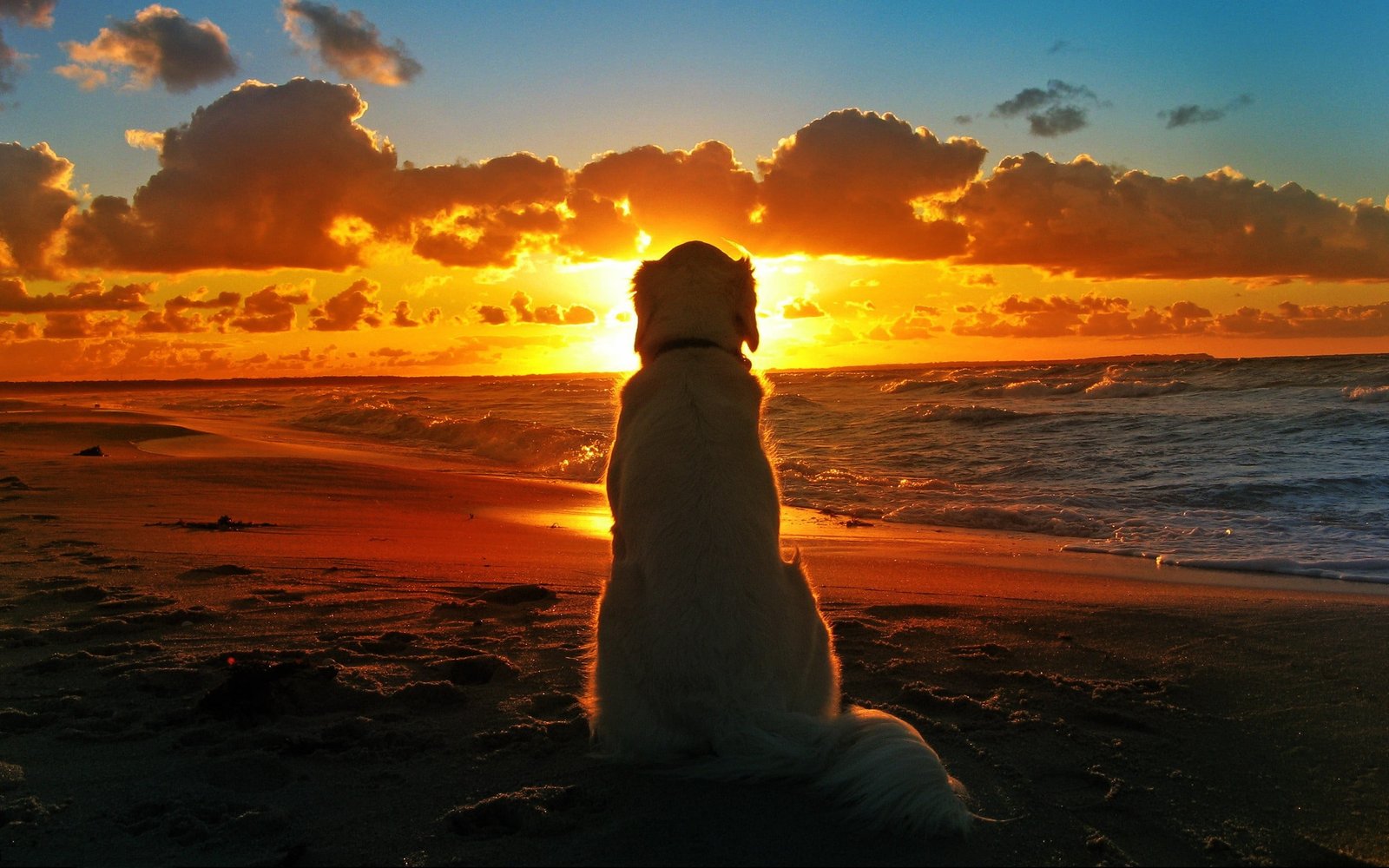 long coated white dog silhouette of standing near seashore 2k