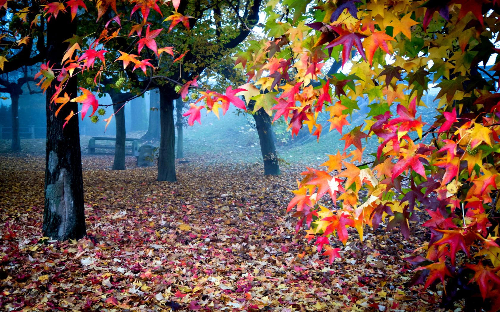 Beautiful Autumn Colors leafed trees Nature colorful leaves 2k