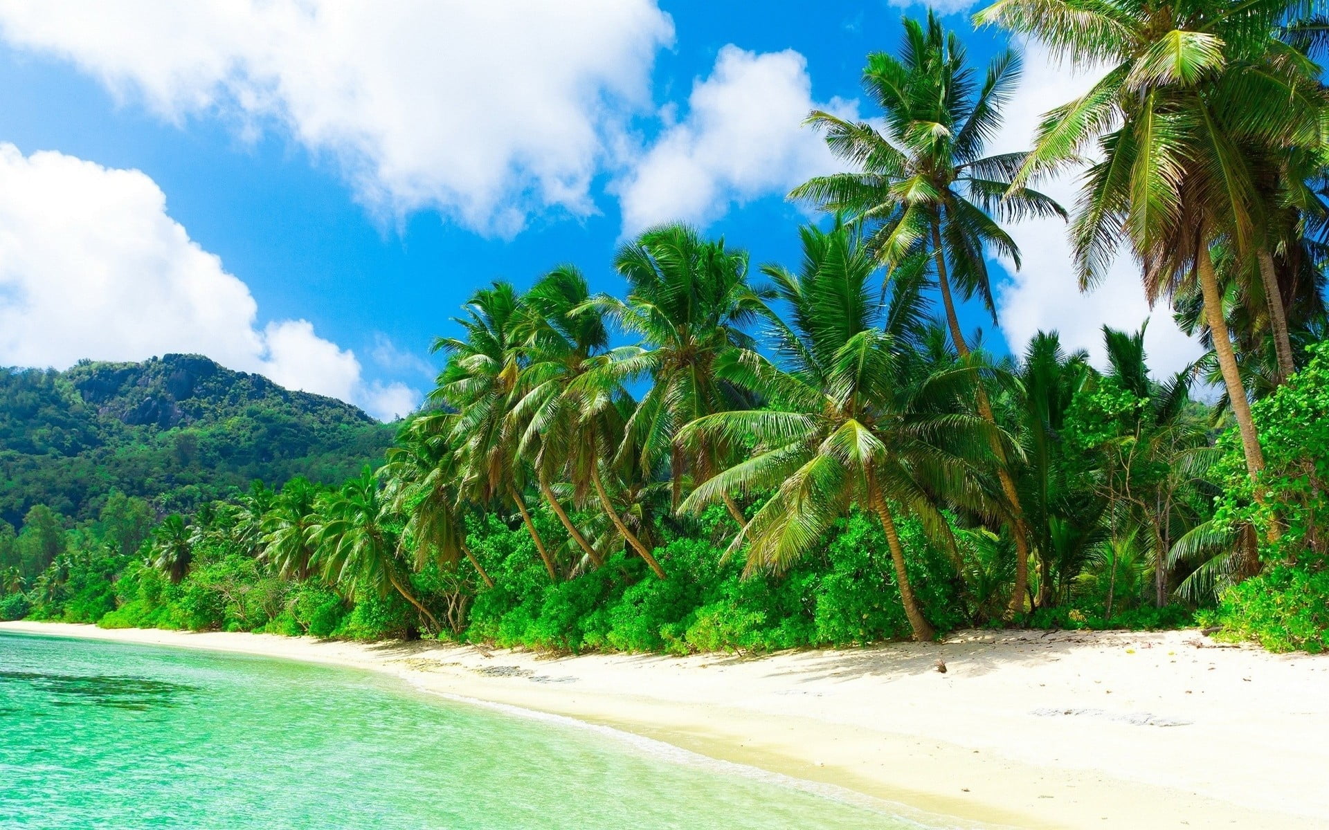 palm tree nature landscape beach sea sand trees clouds 2k