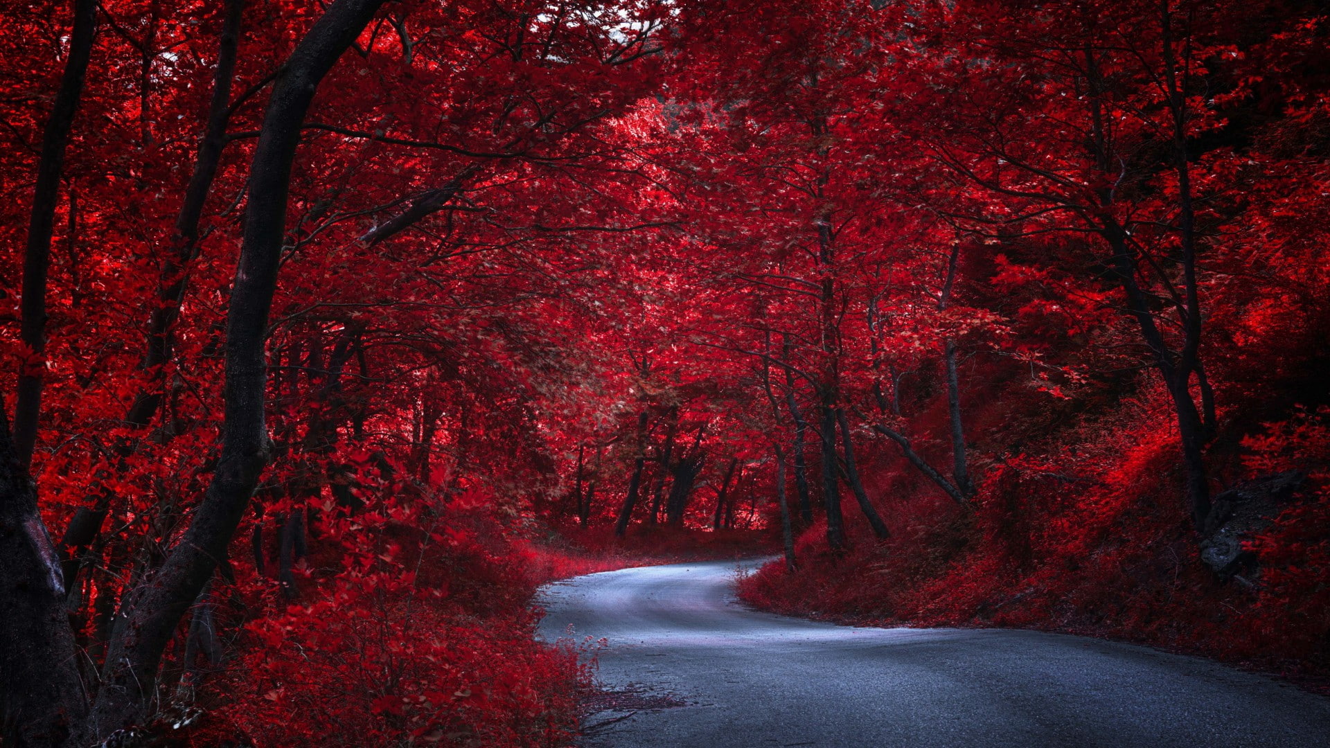 red forest autumn nature road tree leaves woody plant 2k