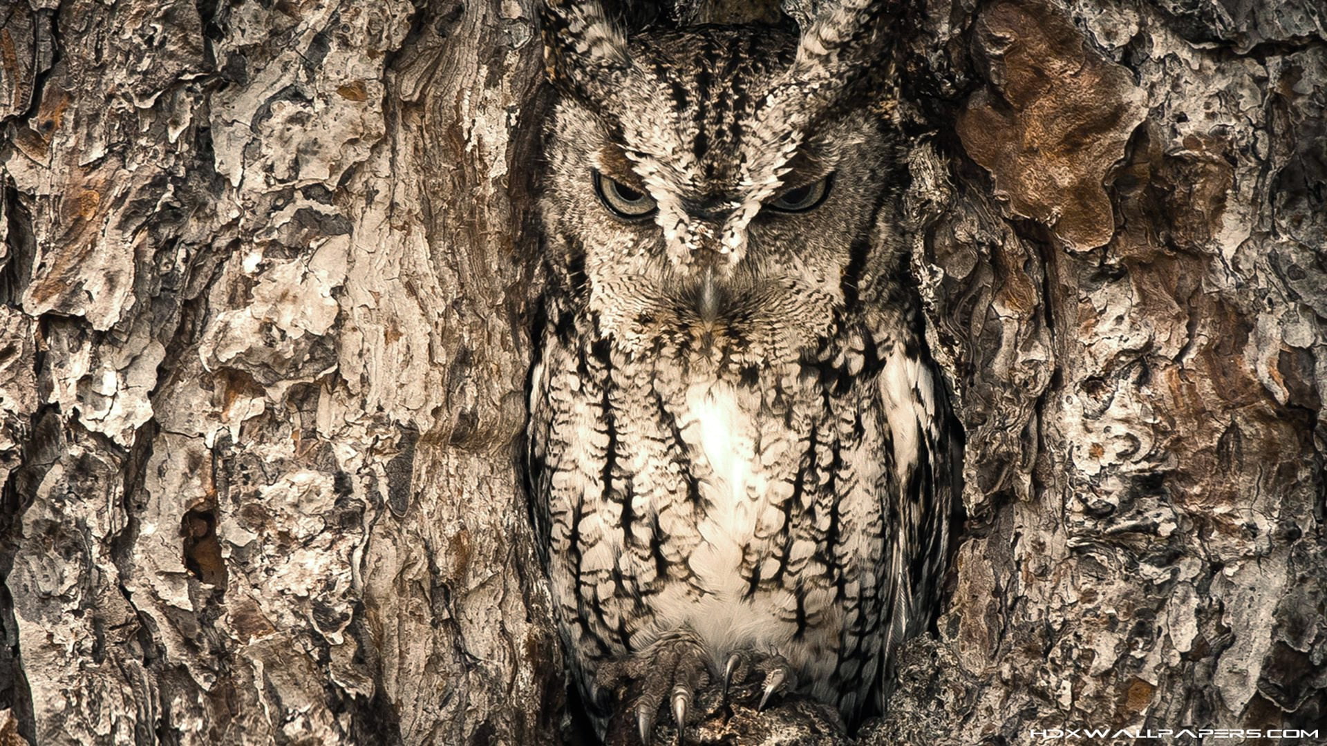 gray owl nature animals camouflage tree trunk textured no people 2k