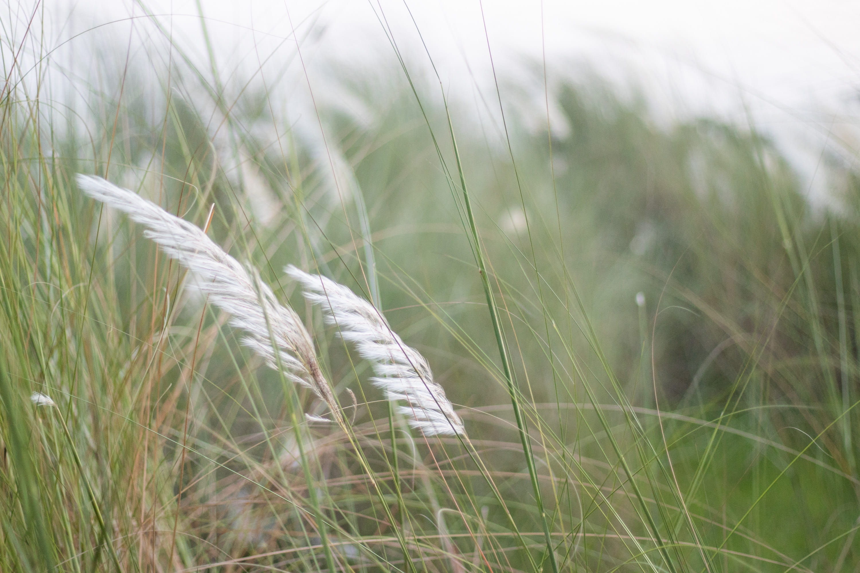 kashful catkin nature flower natural grass plant field 2k