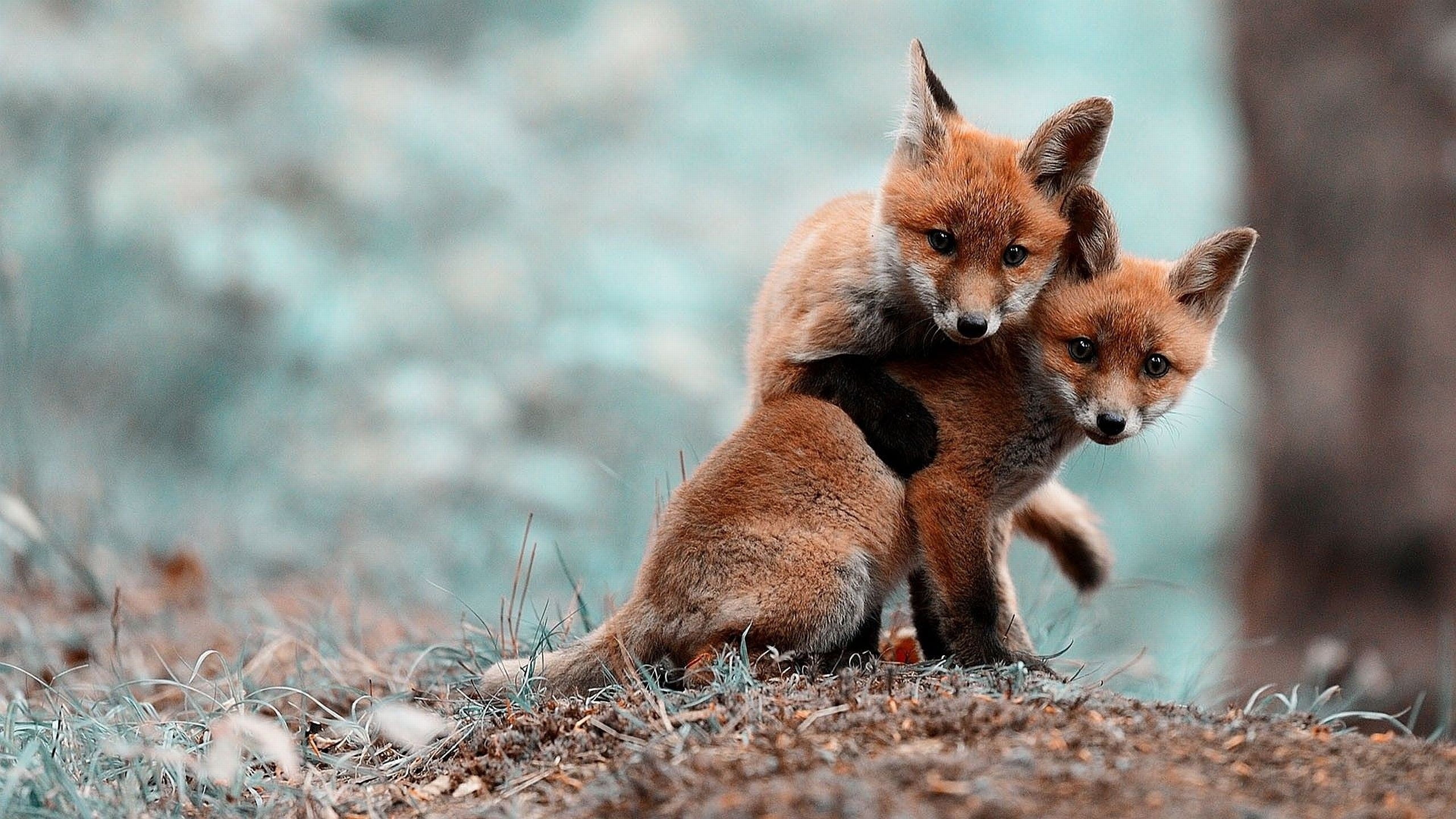 two orange foxes close up photography brown cubs 2k
