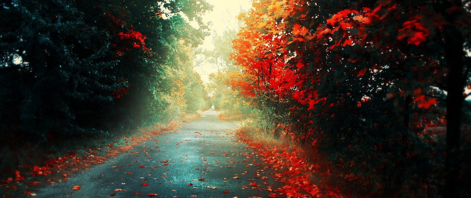 ultra wide photography nature tree plant autumn change 2k