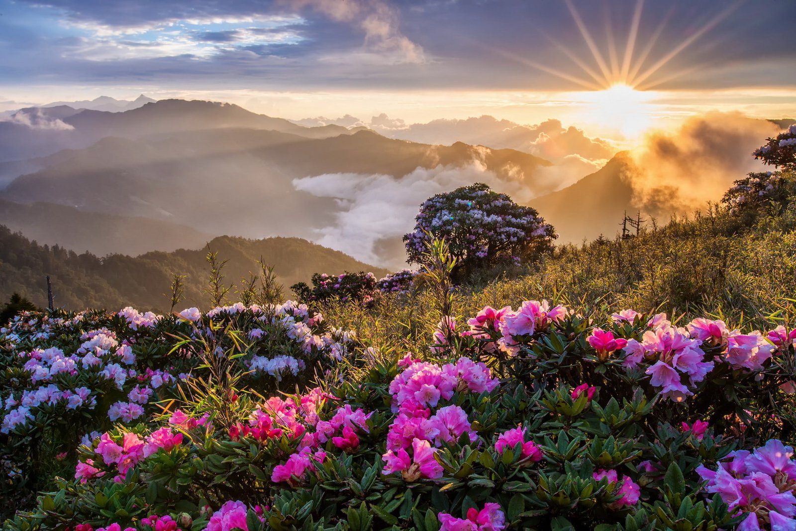 flowers nature mountains sunset sunrise mist 2k
