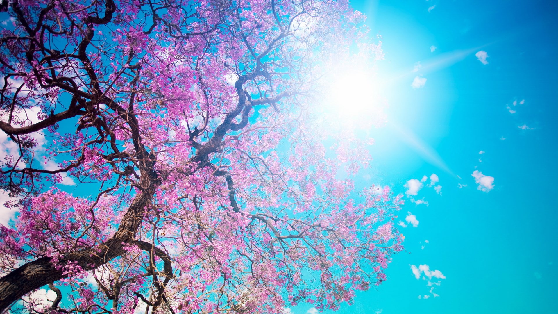 hd image of nature for pc low angle view tree sky 2k
