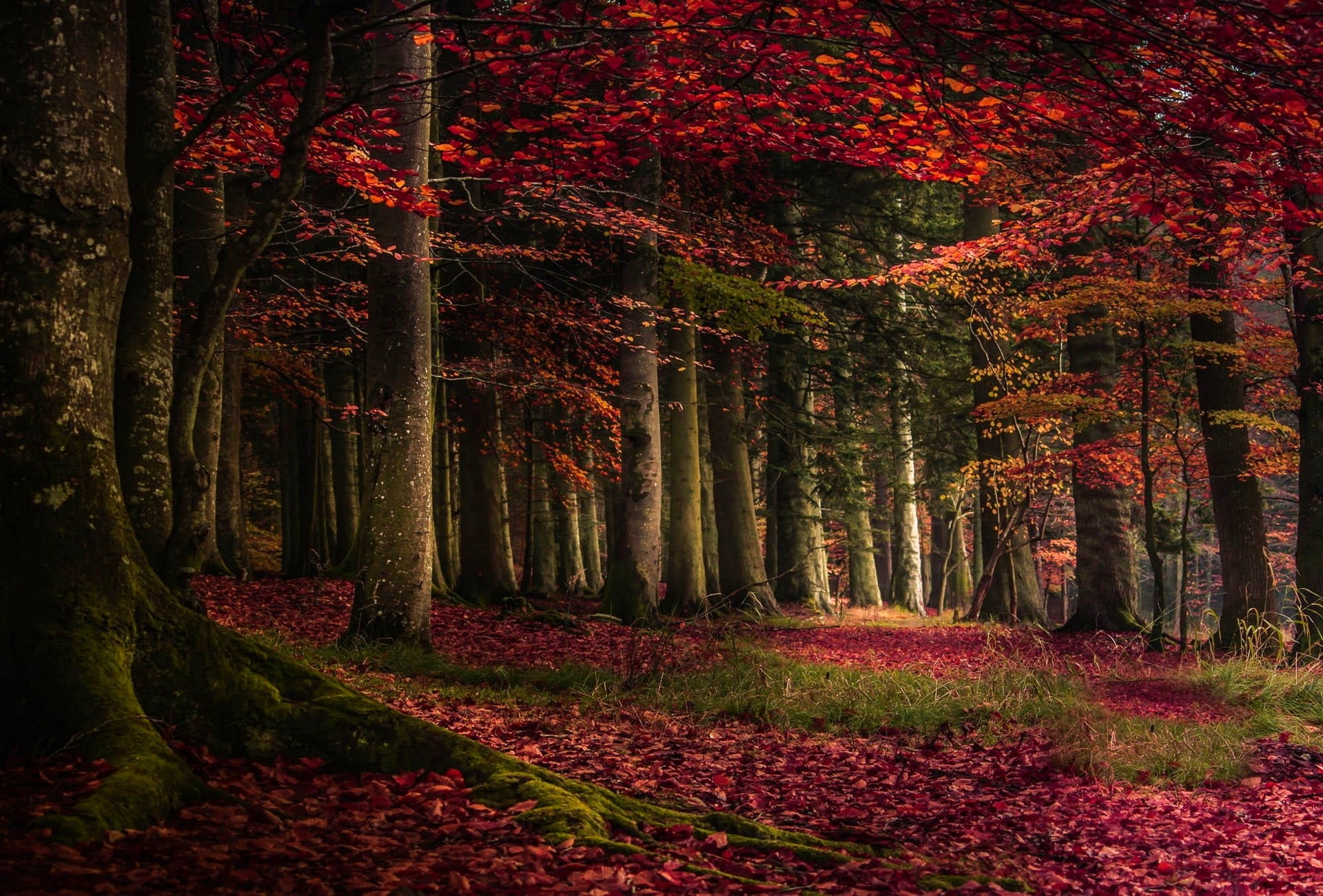 red leafed trees tree leaves on forest during daytime nature 2k