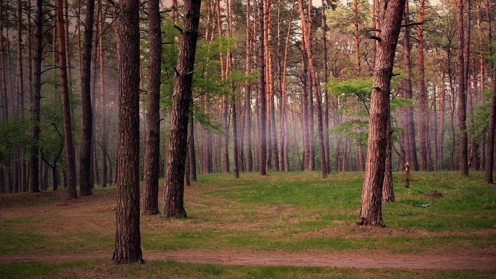 Summer Forest Trail Nature Fog Free Desktop Background trees 2k