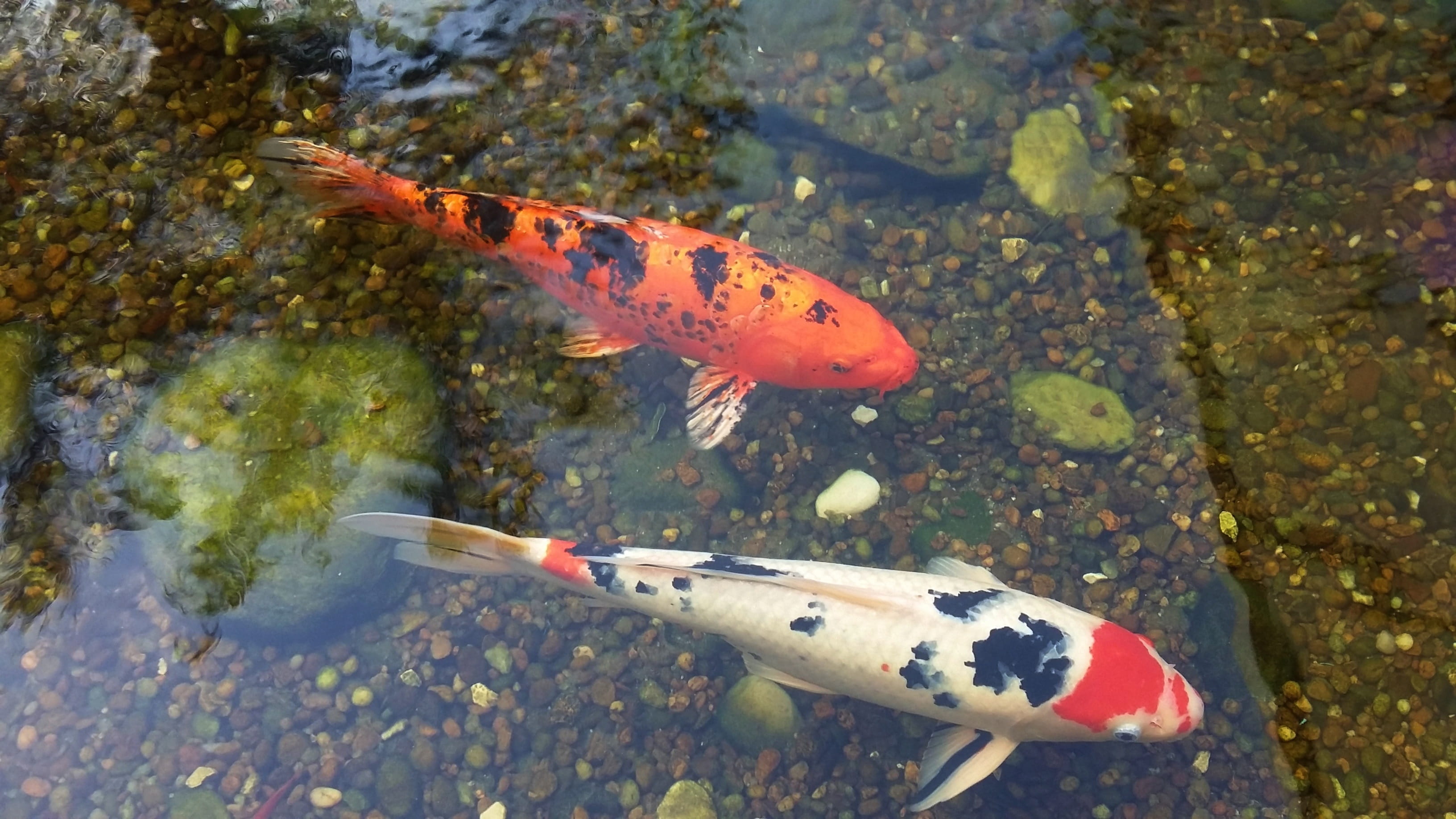 two white and orange koi fishes underwater Carp Lake Swimming 2k